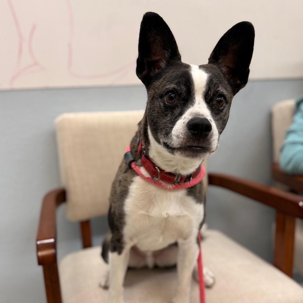 Enlarge Spazz, a Adoptable mixed breed in West Richland, WA image 6/6