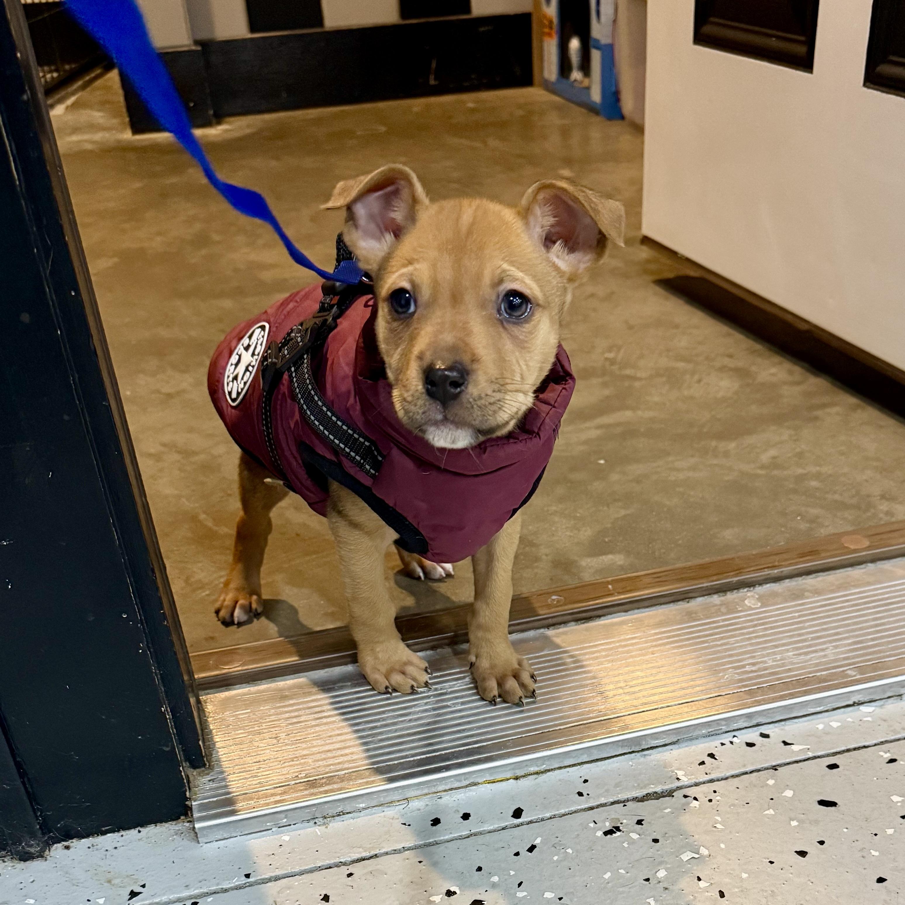 Enlarge Joey, an adopted mixed breed in Prior Lake, MN image 2/6