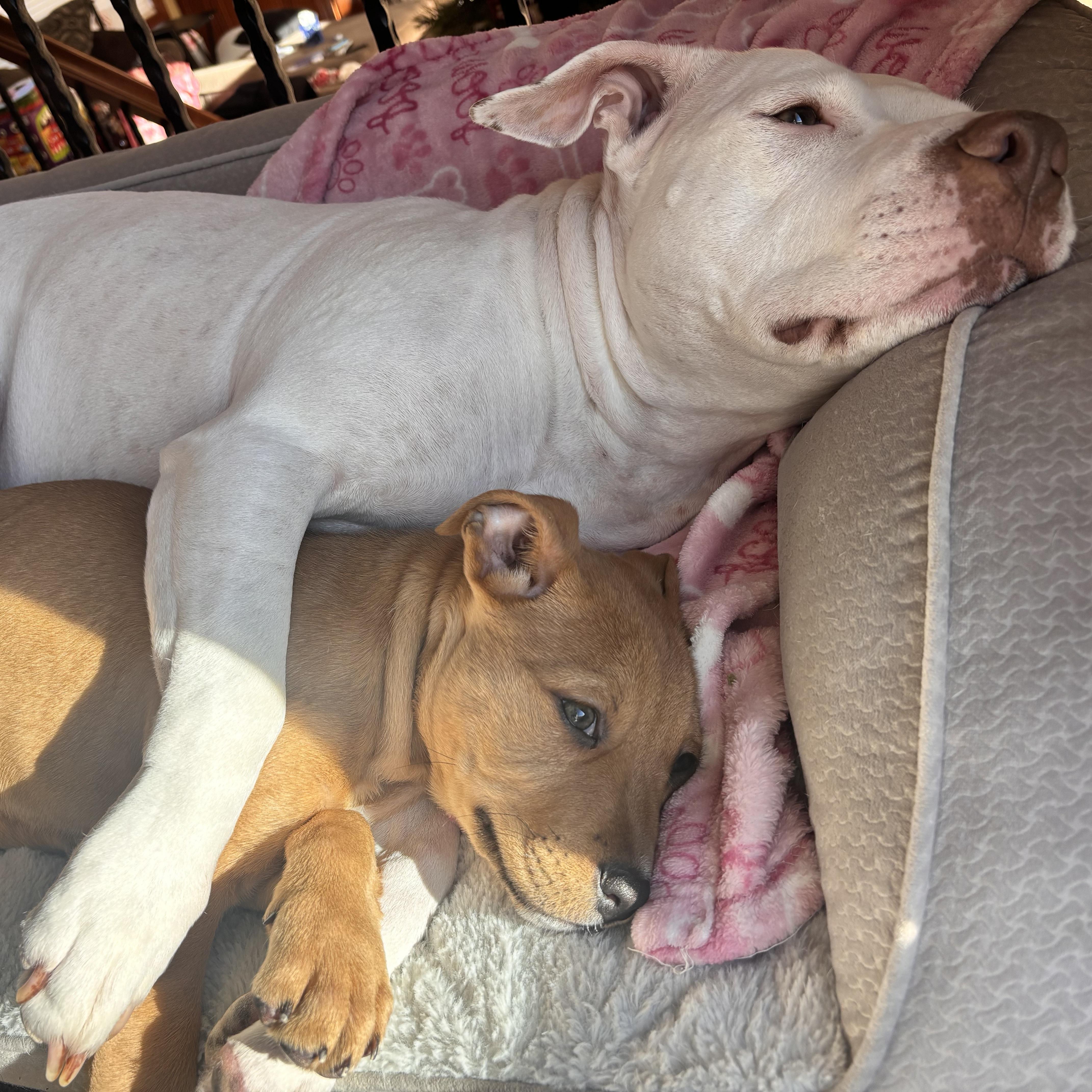 Enlarge Joey, an adopted mixed breed in Prior Lake, MN image 4/6