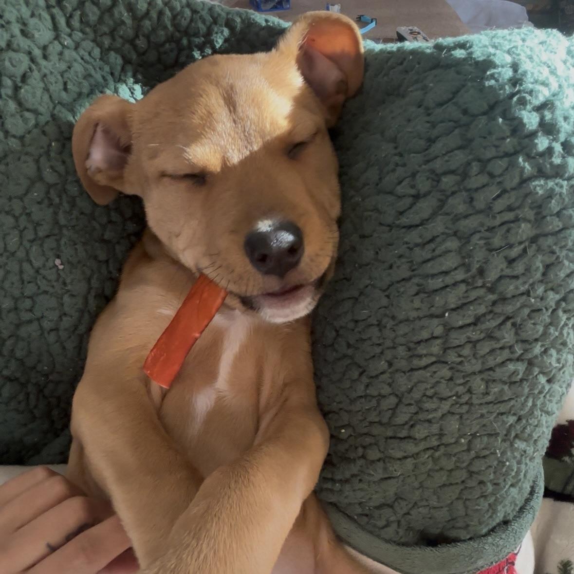 Enlarge Joey, an adopted mixed breed in Prior Lake, MN image 5/6