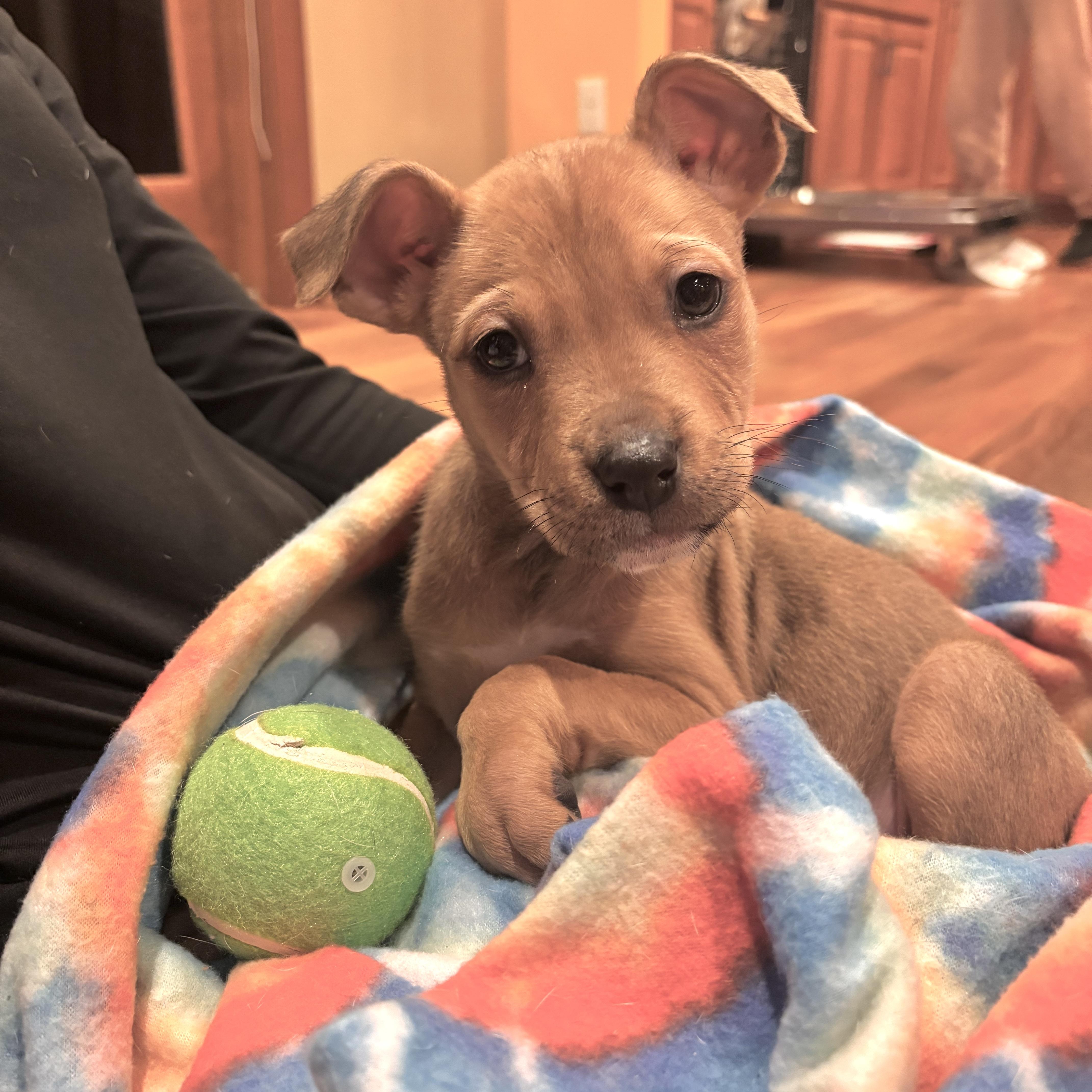 Enlarge Joey, an adopted mixed breed in Prior Lake, MN image 3/6