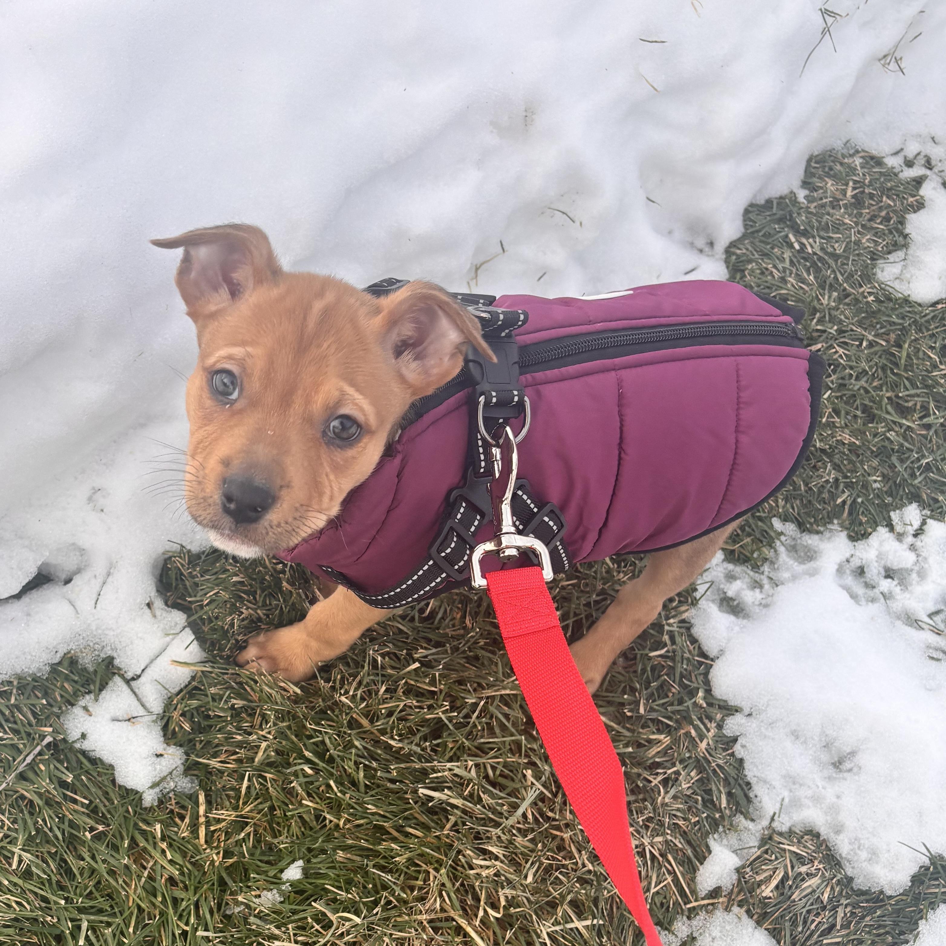 Enlarge Joey, an adopted mixed breed in Prior Lake, MN image 6/6