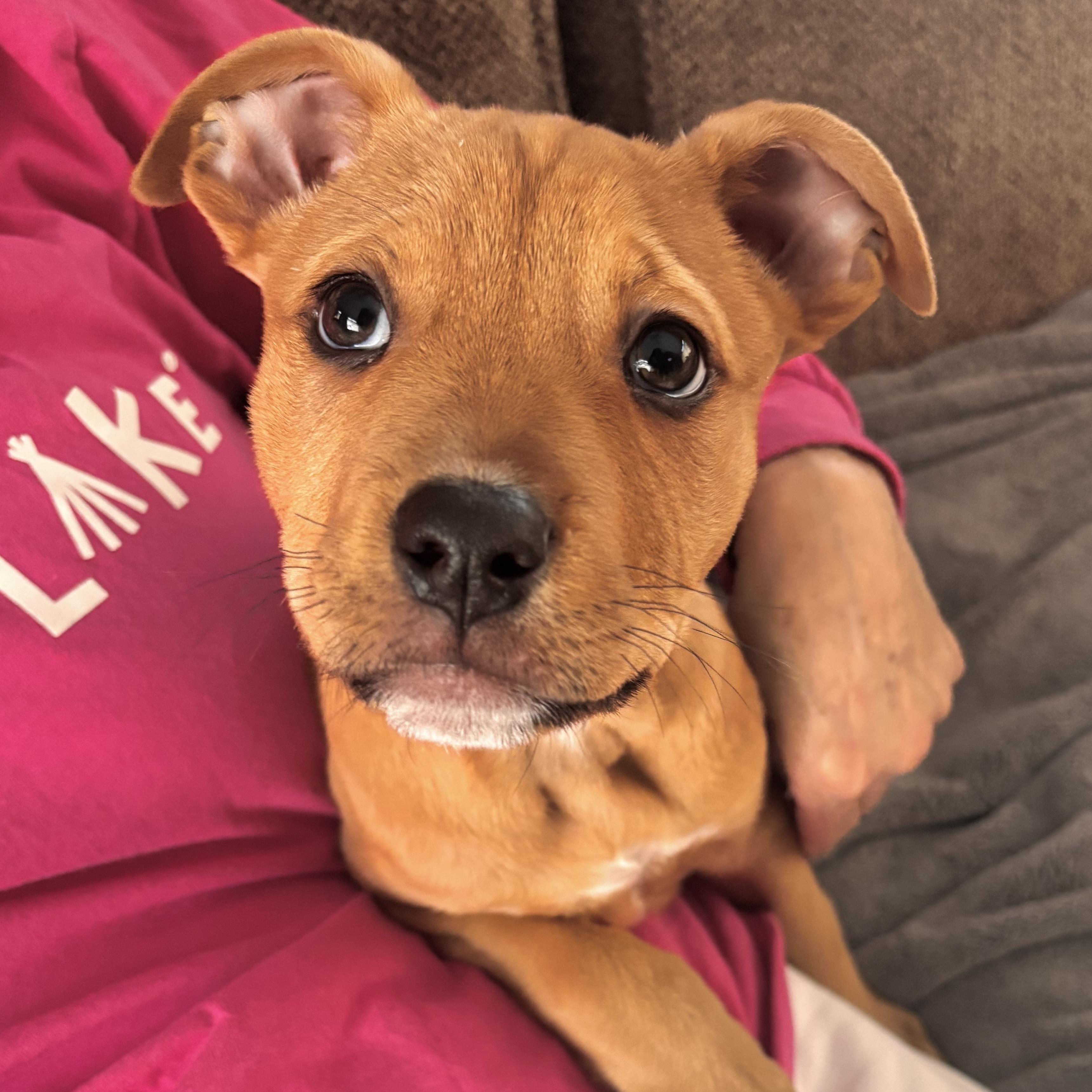 Joey, adopted, Puppy Male Terrier.