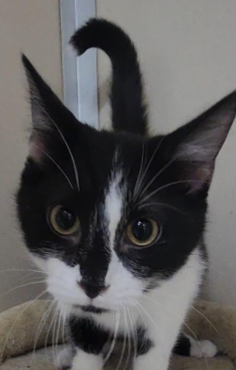 Enlarge Skunk, a ADOPTABLE Domestic Short Hair in Tama, IA image 1/2