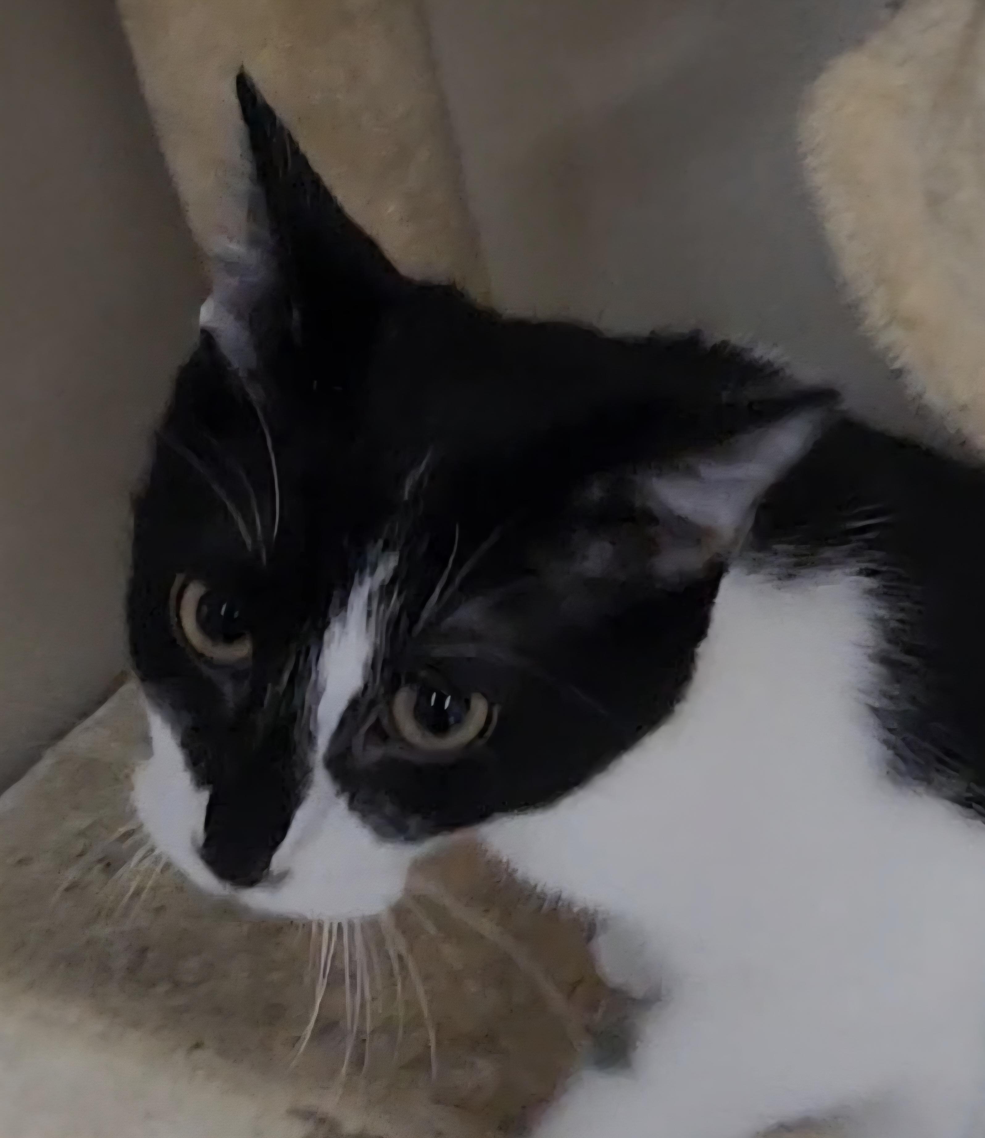 Enlarge Skunk, a ADOPTABLE Domestic Short Hair in Tama, IA image 2/2