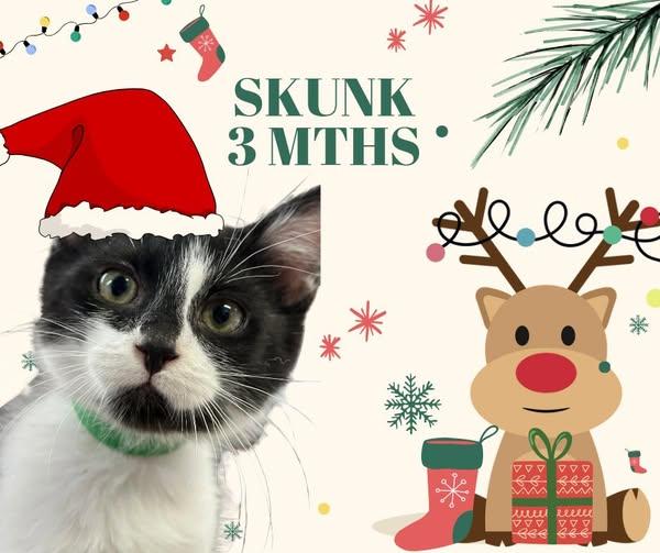 Skunk, ADOPTABLE, Kitten Male Domestic Short Hair.
