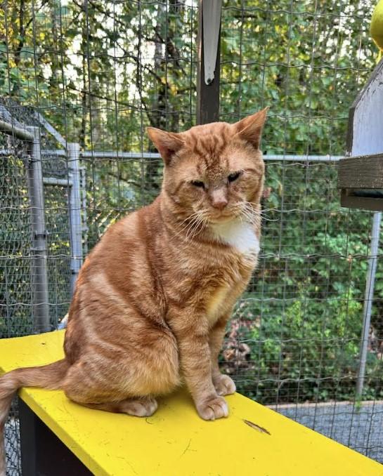 Koza, Adoptable, Adult Male Domestic Short Hair.