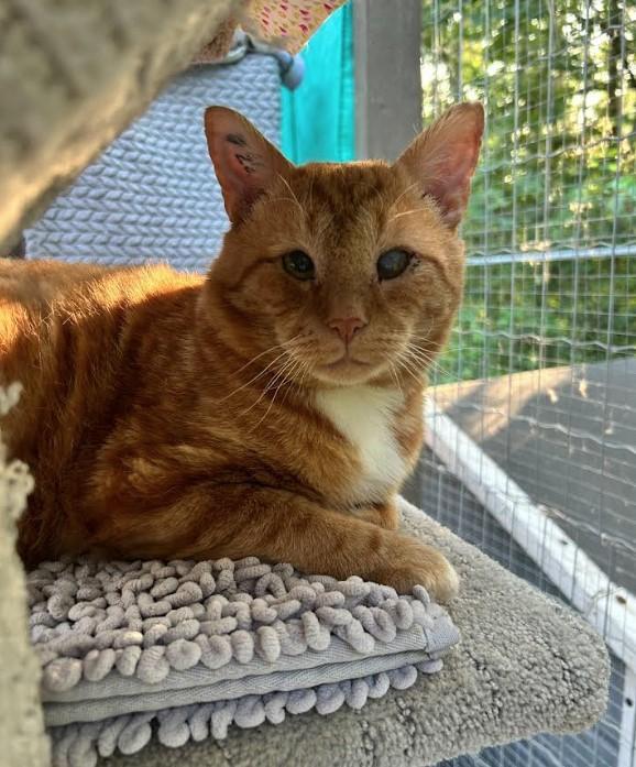 Enlarge Koza, a Adoptable Domestic Short Hair in Maple Ridge, BC image 3/4