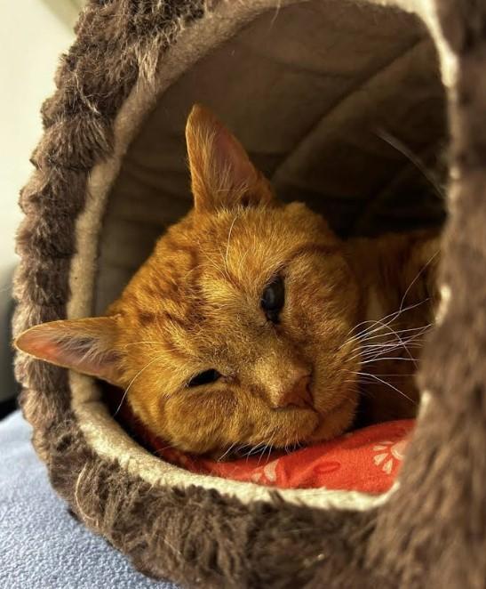 Enlarge Koza, a Adoptable Domestic Short Hair in Maple Ridge, BC image 2/4