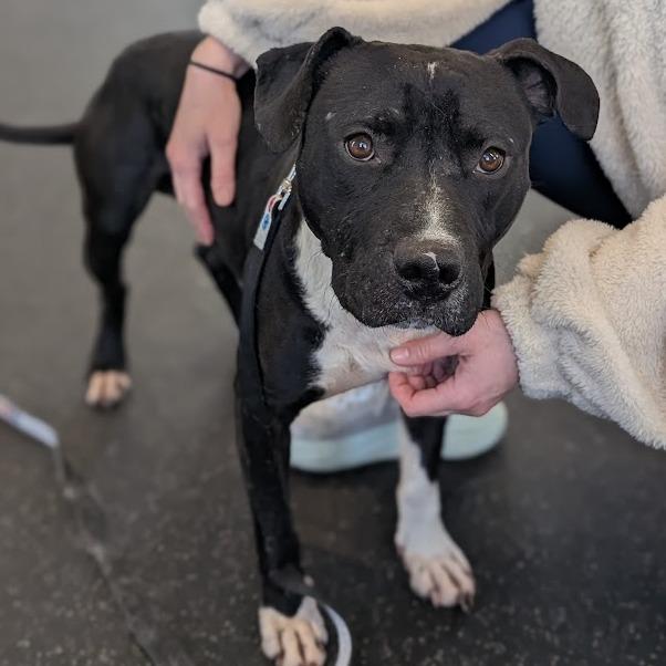 Rodger, Adoptable, Adult Male Mixed Breed.