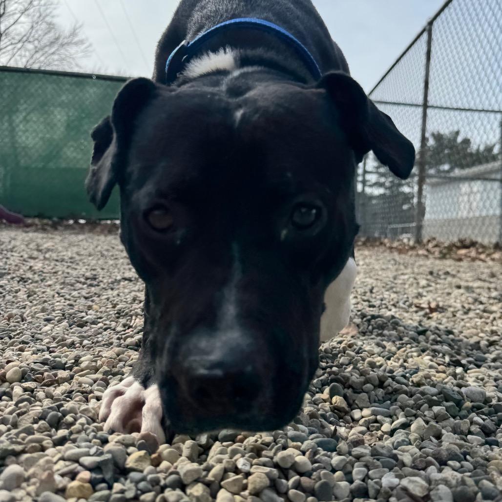 Enlarge Rodger, a Adoptable Mixed Breed in West Olive, MI image 3/6
