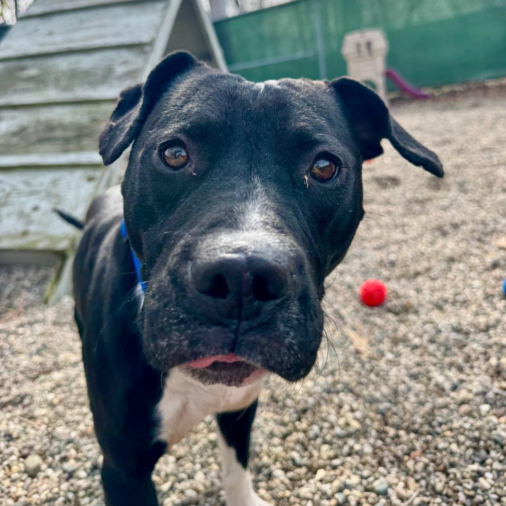 Enlarge Rodger, a Adoptable Mixed Breed in West Olive, MI image 4/6