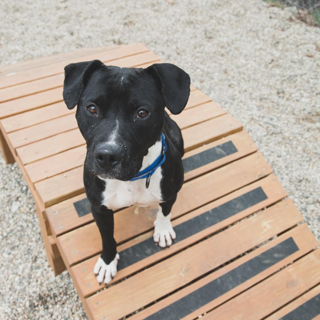 Enlarge Rodger, a Adoptable Mixed Breed in West Olive, MI image 5/6