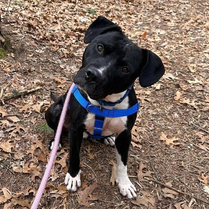 Enlarge Rodger, a Adoptable Mixed Breed in West Olive, MI image 6/6