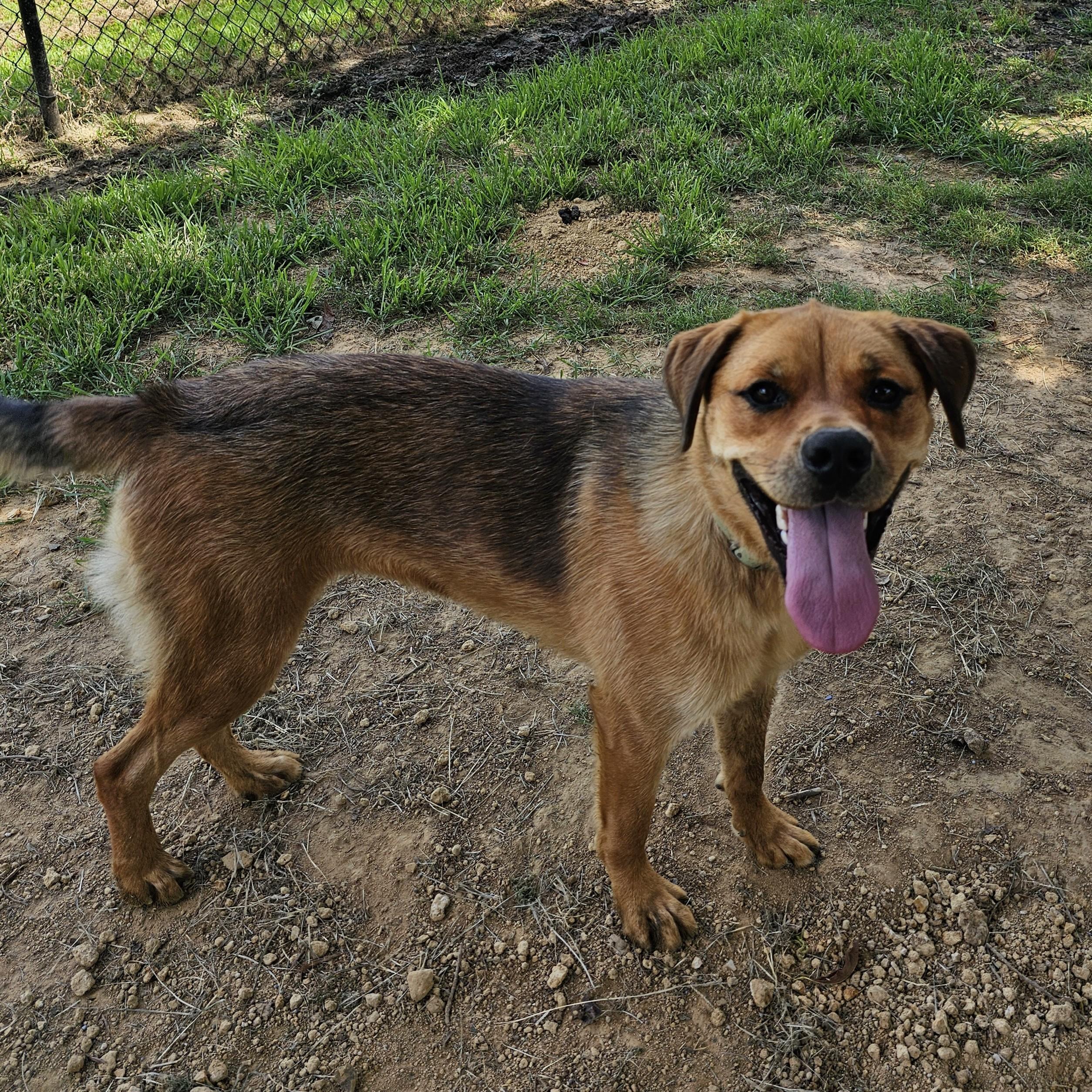 Becca, a Adoptable Mixed Breed in Searcy, AR image 1/6