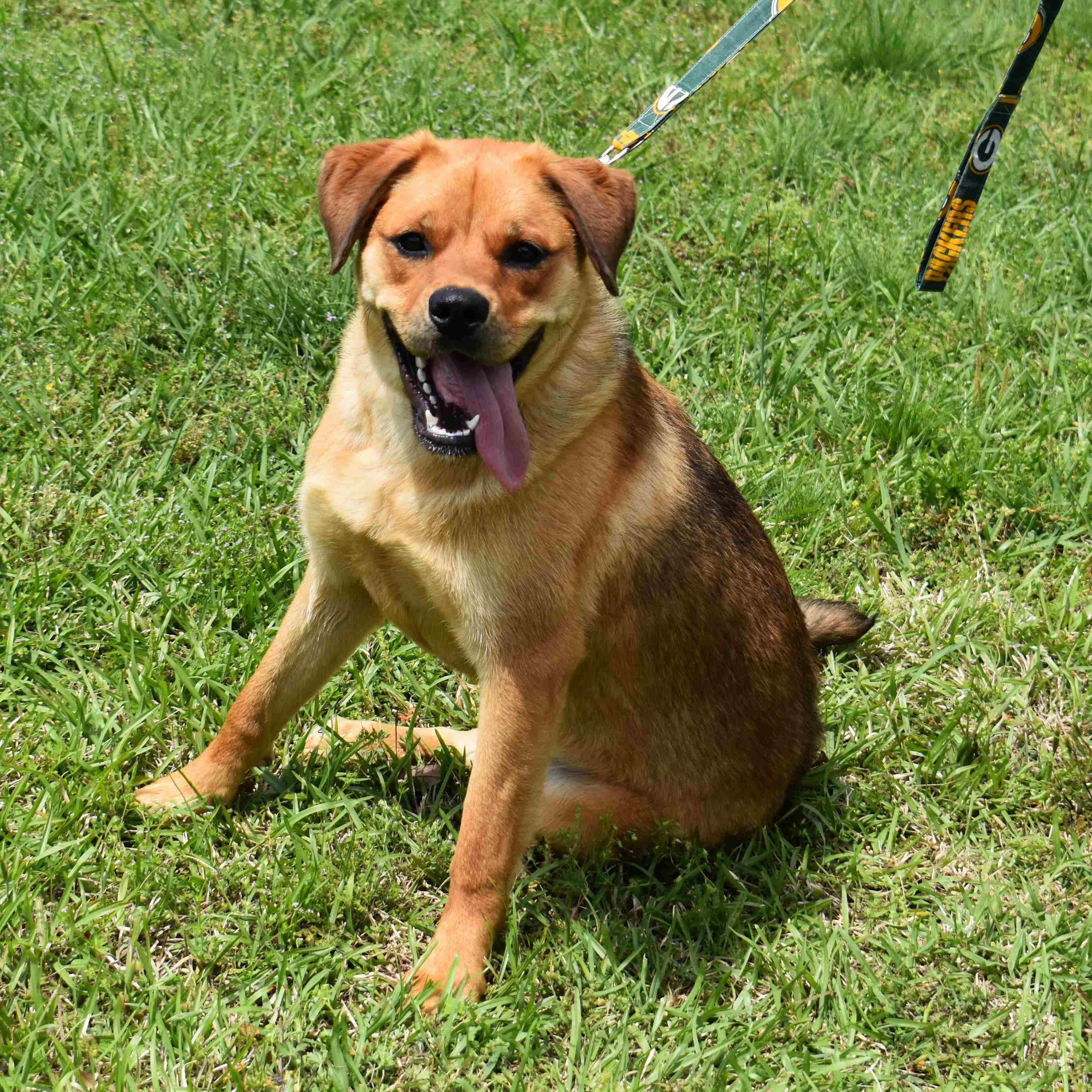 Becca, a Adoptable Mixed Breed in Searcy, AR image 6/6