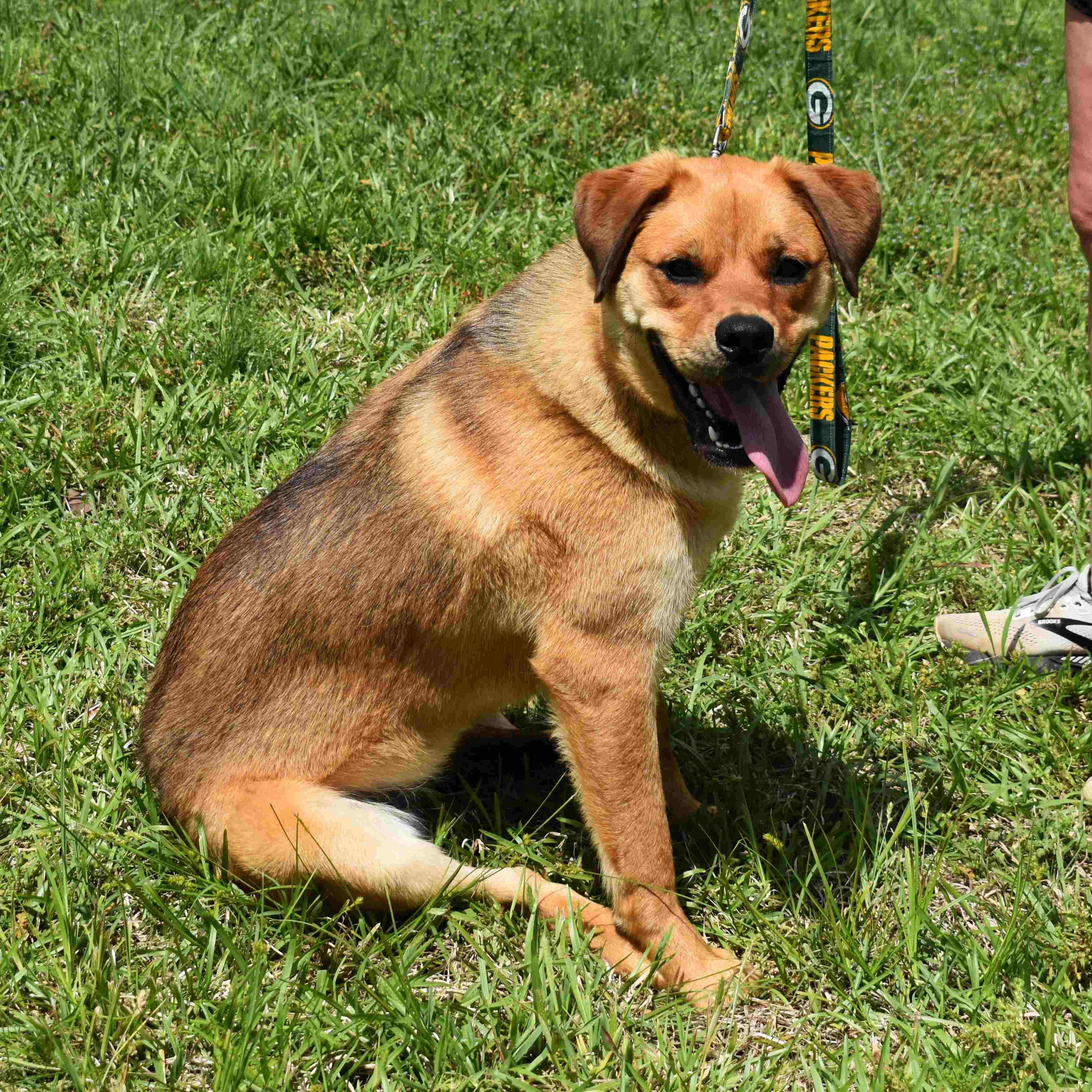Becca, a Adoptable Mixed Breed in Searcy, AR image 5/6
