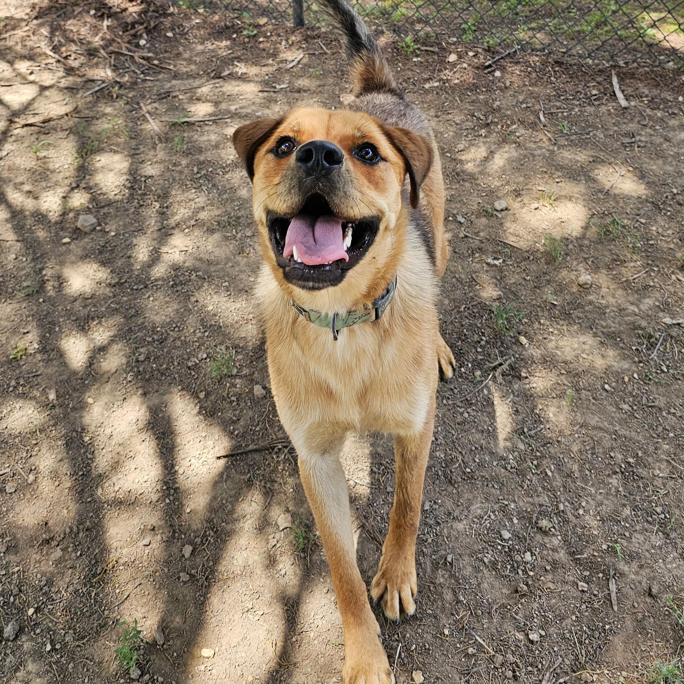 Becca, a Adoptable Mixed Breed in Searcy, AR image 2/6