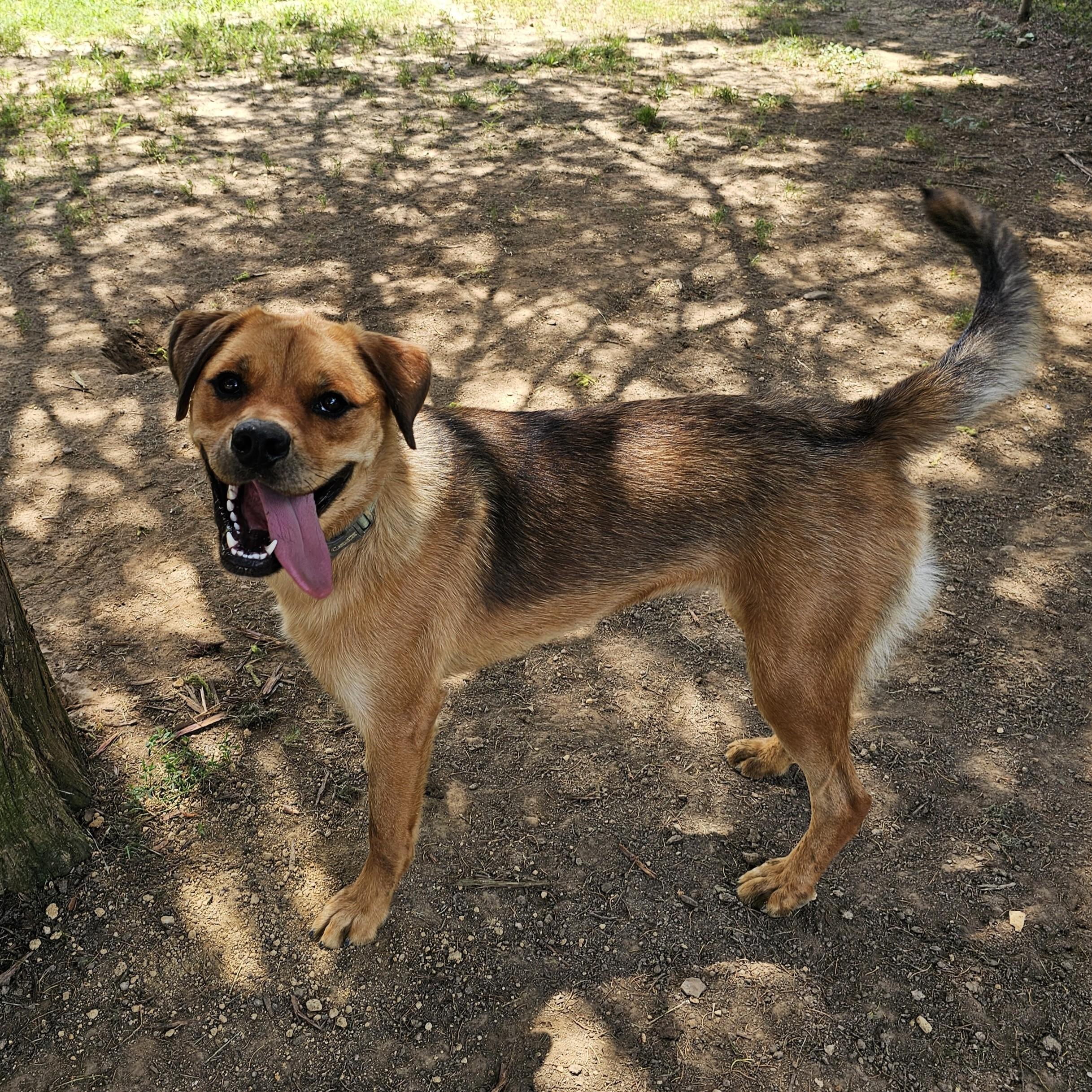 Becca, a Adoptable Mixed Breed in Searcy, AR image 3/6