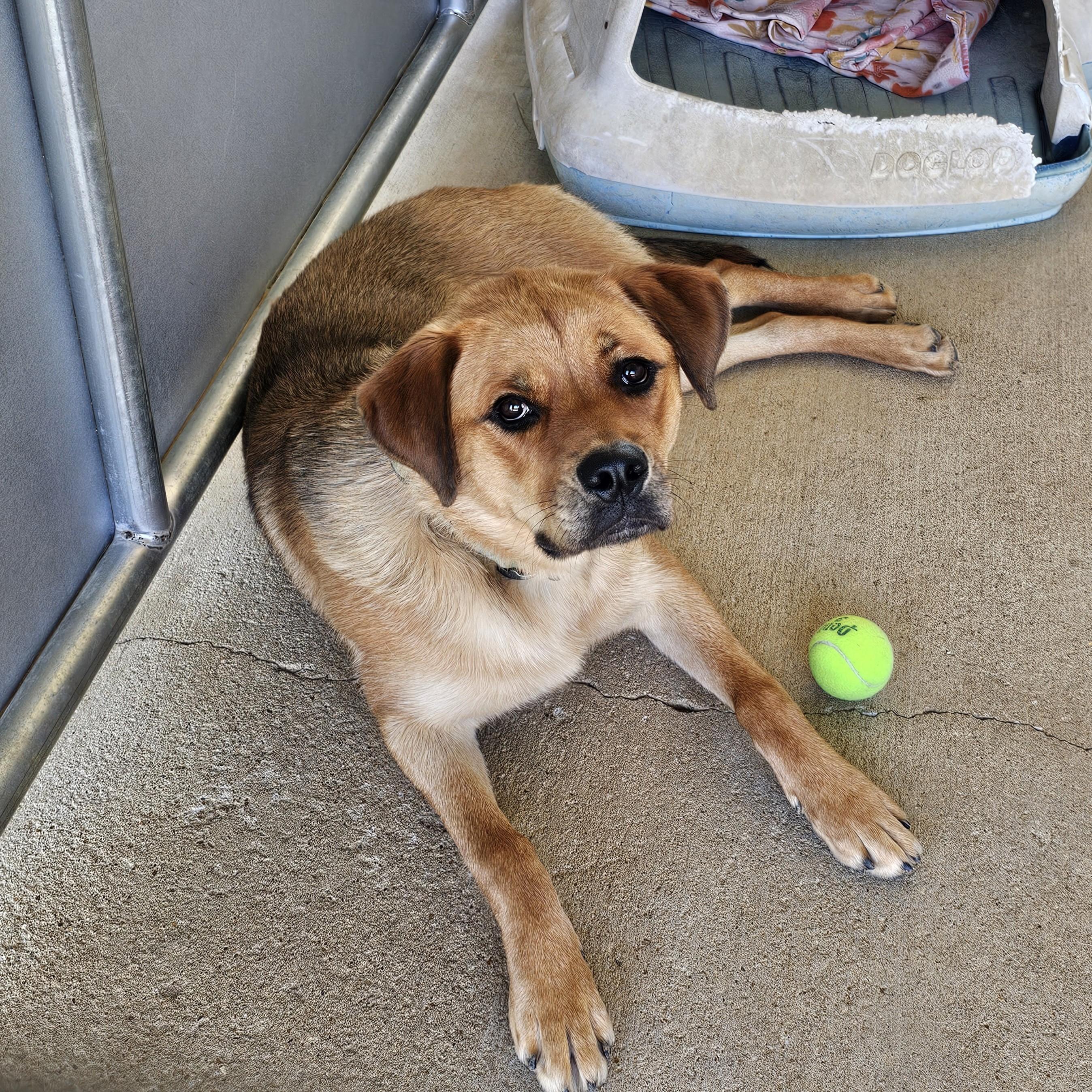 Becca, a Adoptable Mixed Breed in Searcy, AR image 4/6