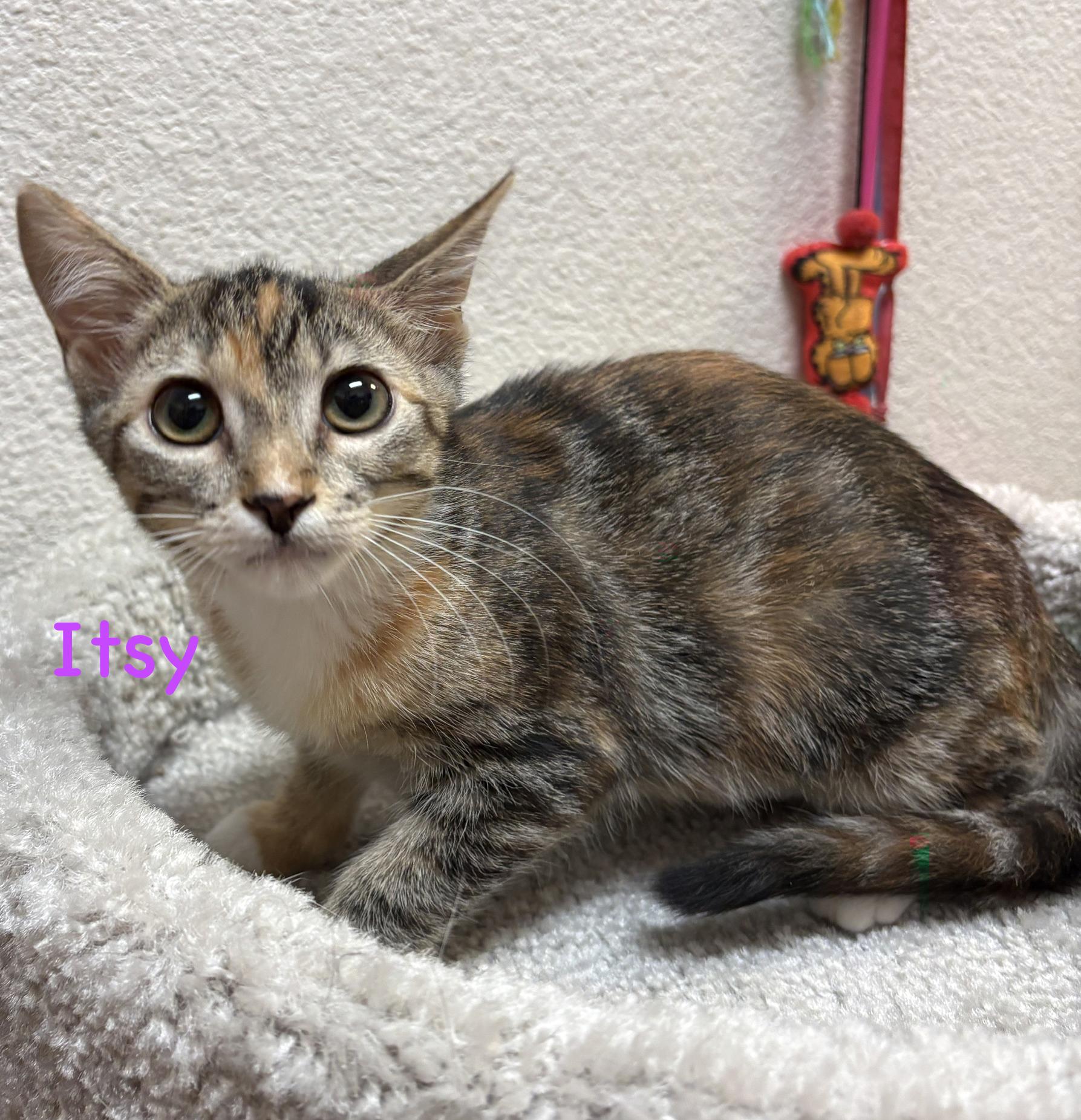 Enlarge Itsy (call 602-692-1499 to meet Itsy), a Adoptable mixed breed in Phoenix, AZ image 2/3