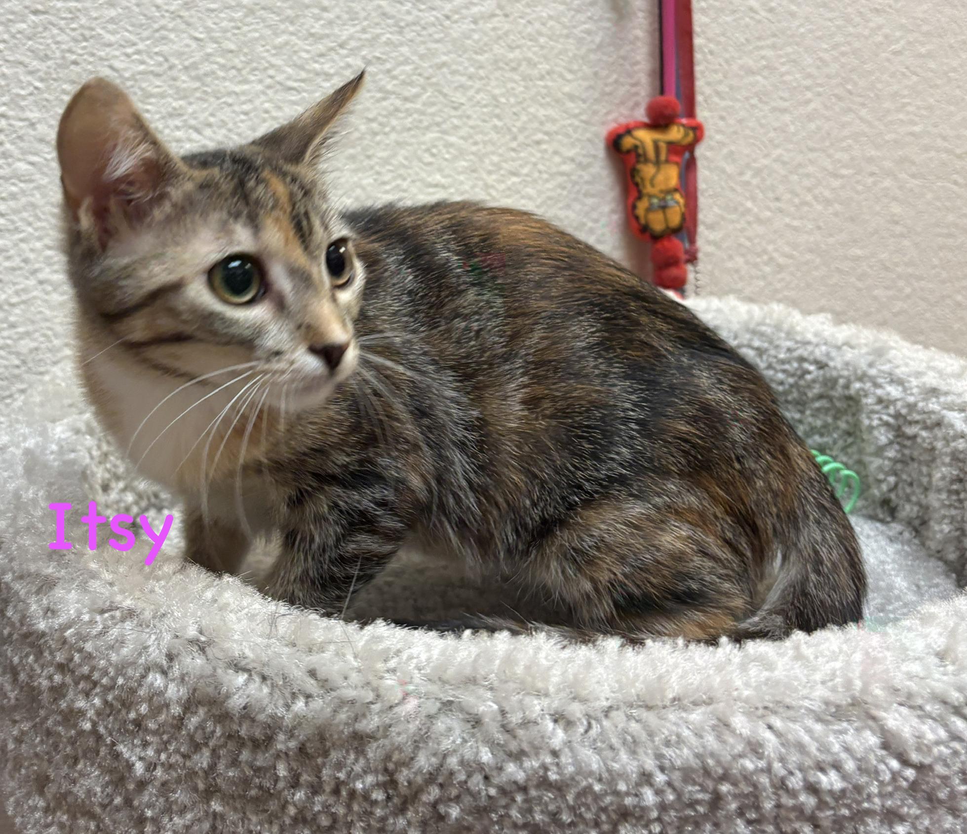 Enlarge Itsy (call 602-692-1499 to meet Itsy), a Adoptable mixed breed in Phoenix, AZ image 3/3