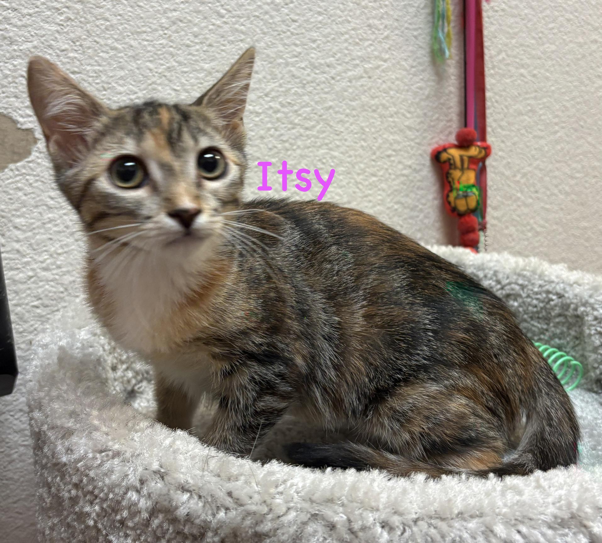 Enlarge Itsy (call 602-692-1499 to meet Itsy), a Adoptable mixed breed in Phoenix, AZ image 1/3