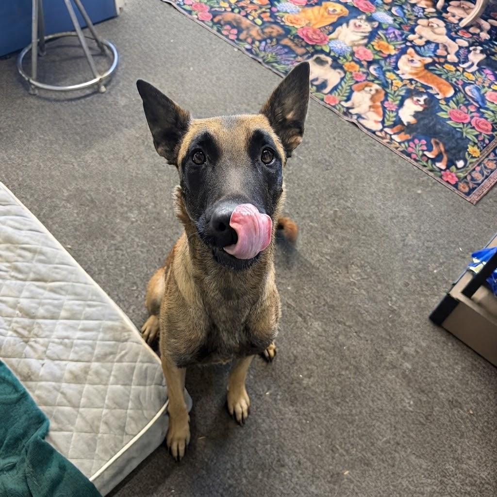 Enlarge Edie, a Adoptable Belgian Shepherd / Malinois in SPRINGFIELD, OH image 1/3