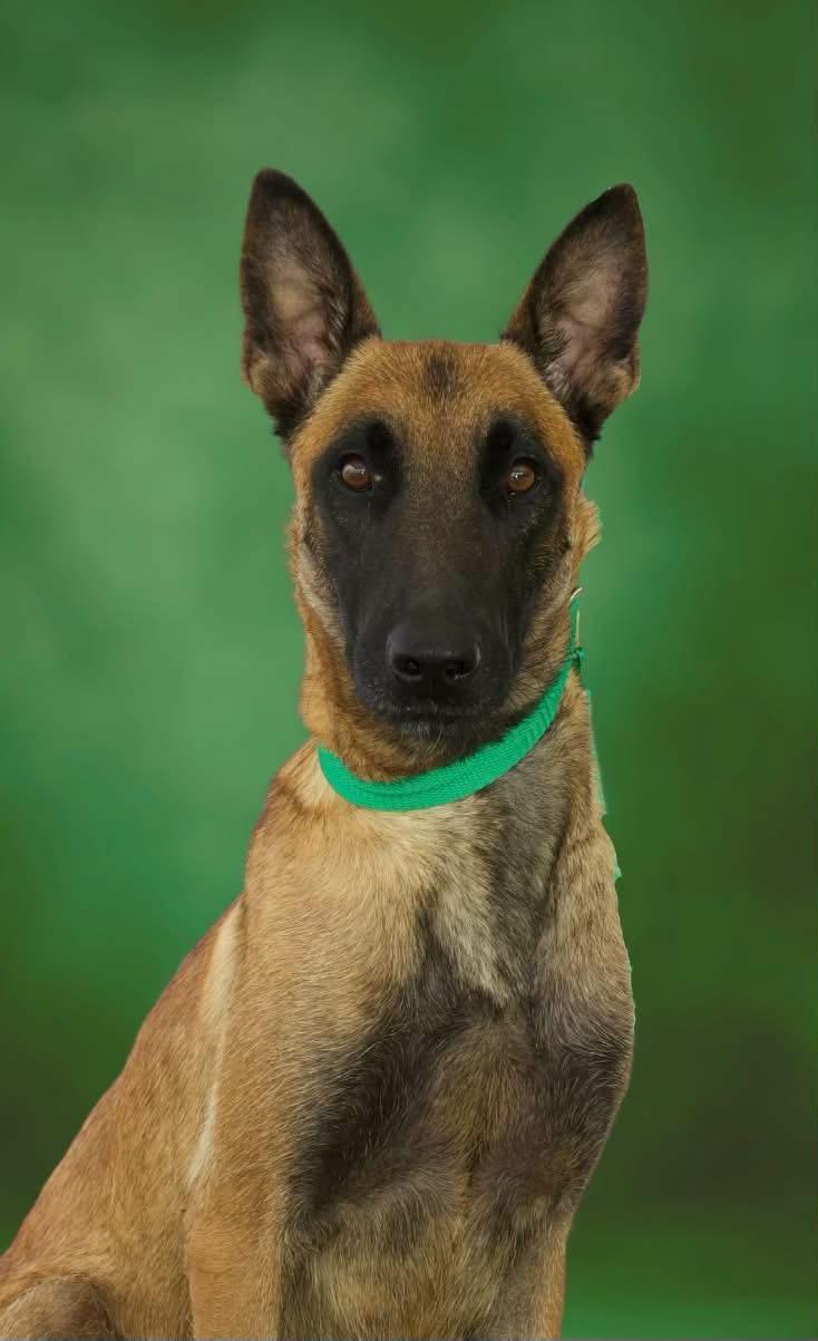 Enlarge Edie, a Adoptable Belgian Shepherd / Malinois in SPRINGFIELD, OH image 3/3