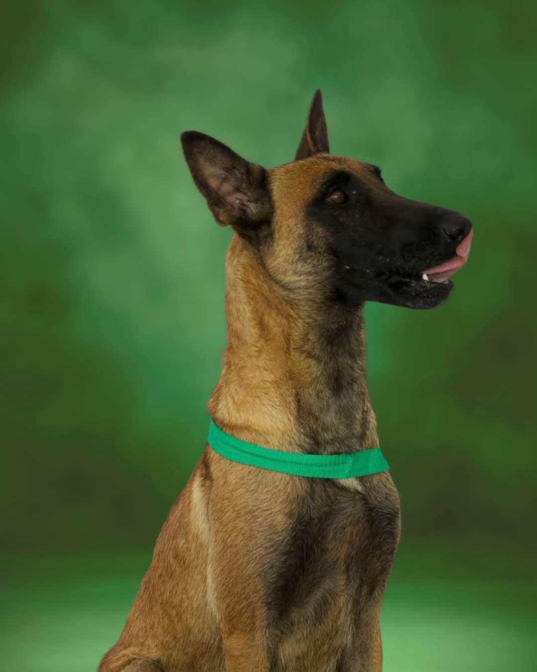 Enlarge Edie, a Adoptable Belgian Shepherd / Malinois in SPRINGFIELD, OH image 2/3