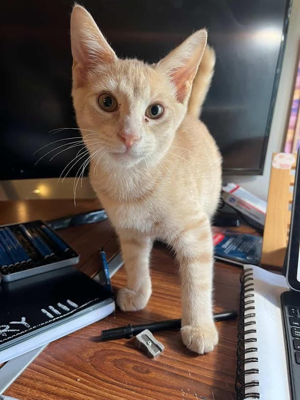 Sandwich, an adopted Domestic Short Hair in Bolton, MA image 6/6