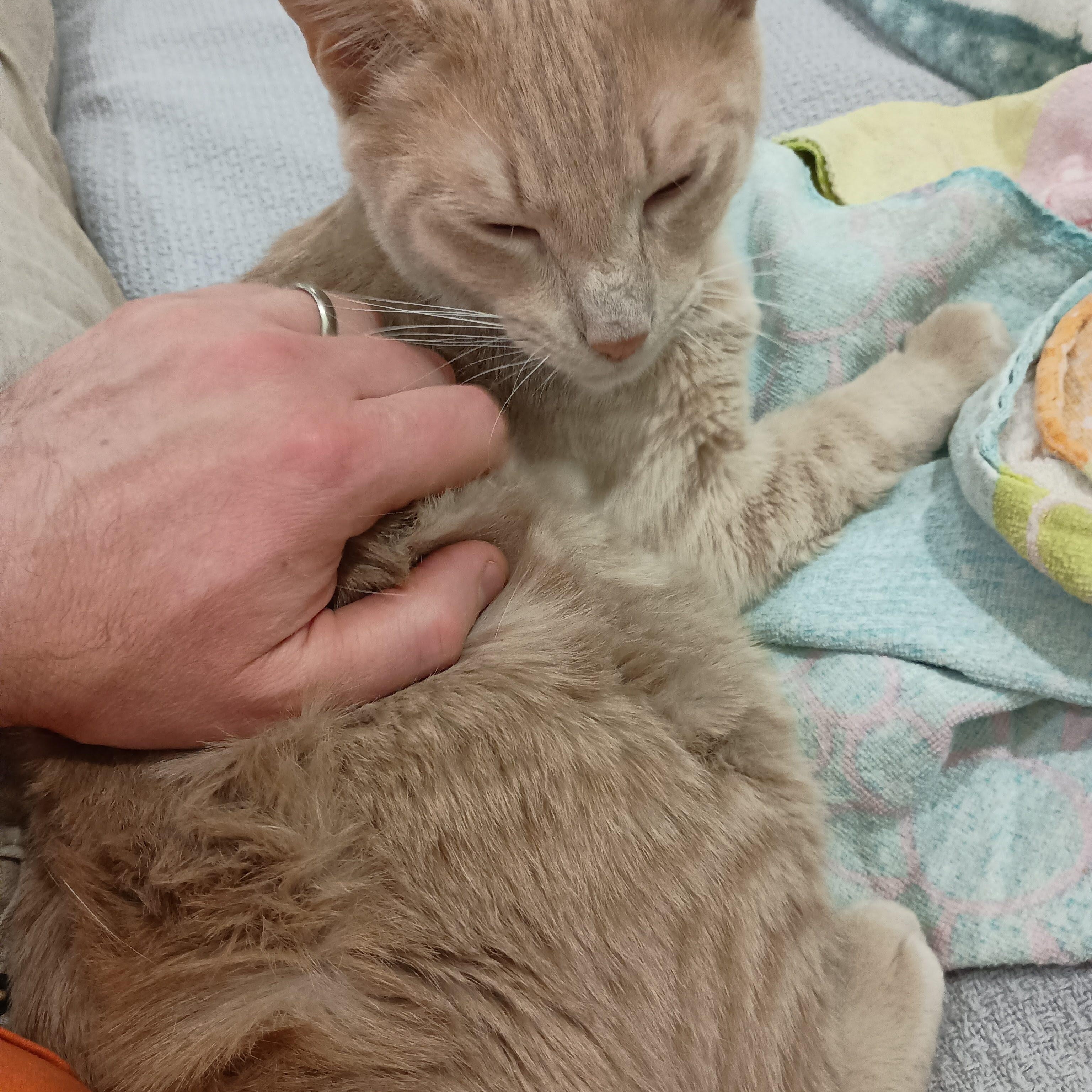 Sandwich, an adopted Domestic Short Hair in Bolton, MA image 3/6