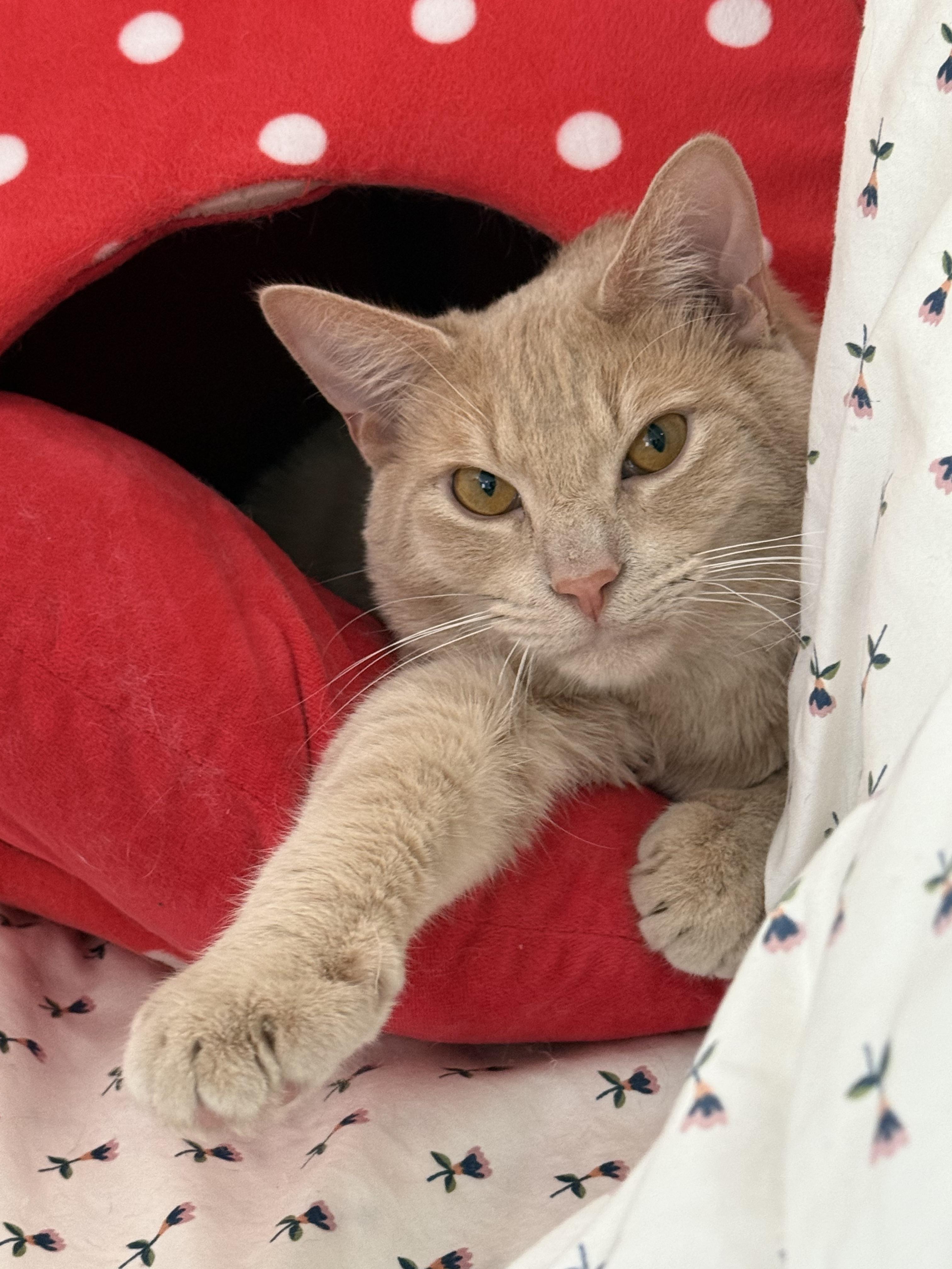 Sandwich, an adopted Domestic Short Hair in Bolton, MA image 1/6