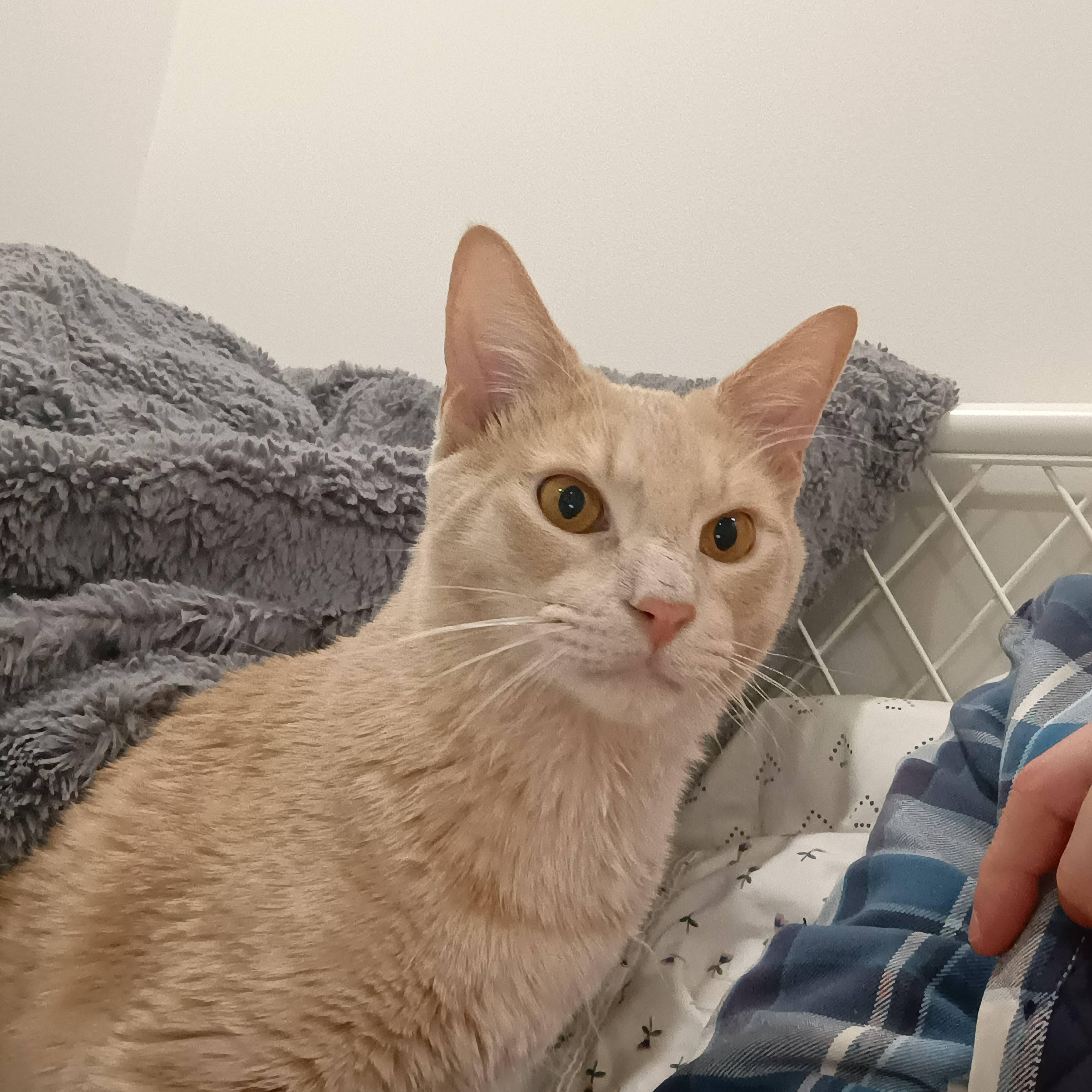 Sandwich, an adopted Domestic Short Hair in Bolton, MA image 2/6