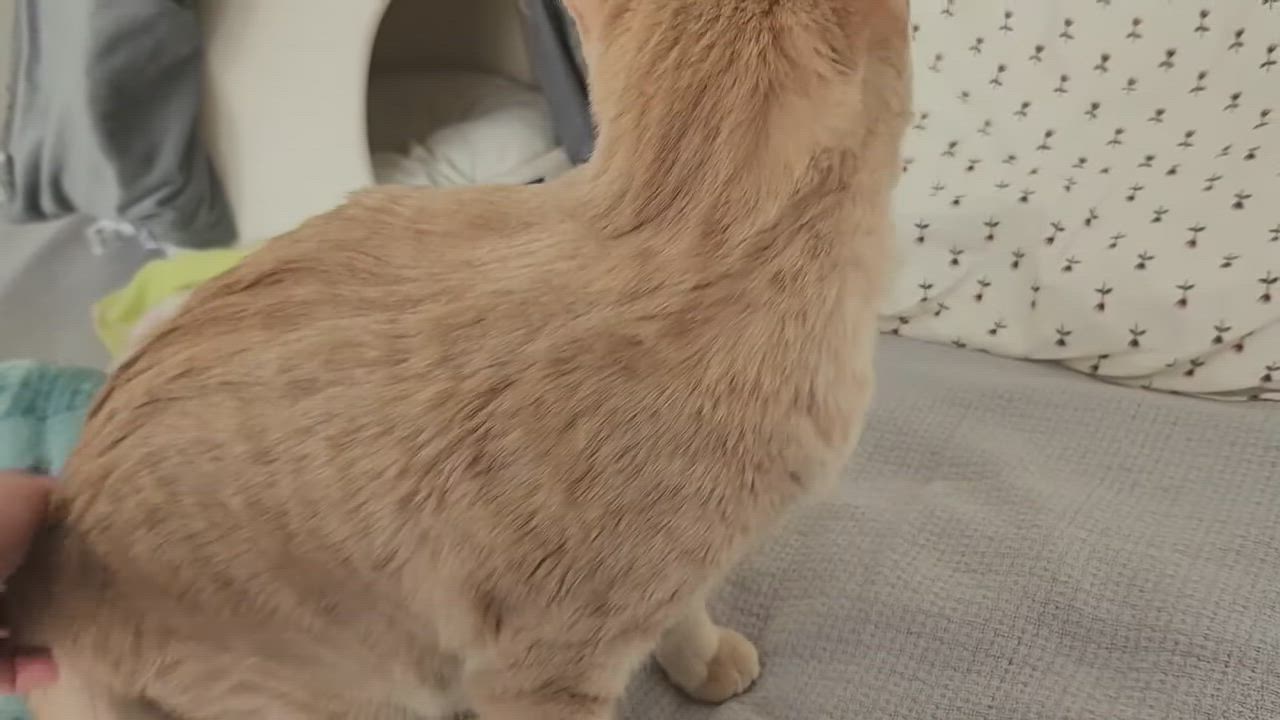 Enlarge Sandwich, an adopted Domestic Short Hair in Bolton, MA video 5/6