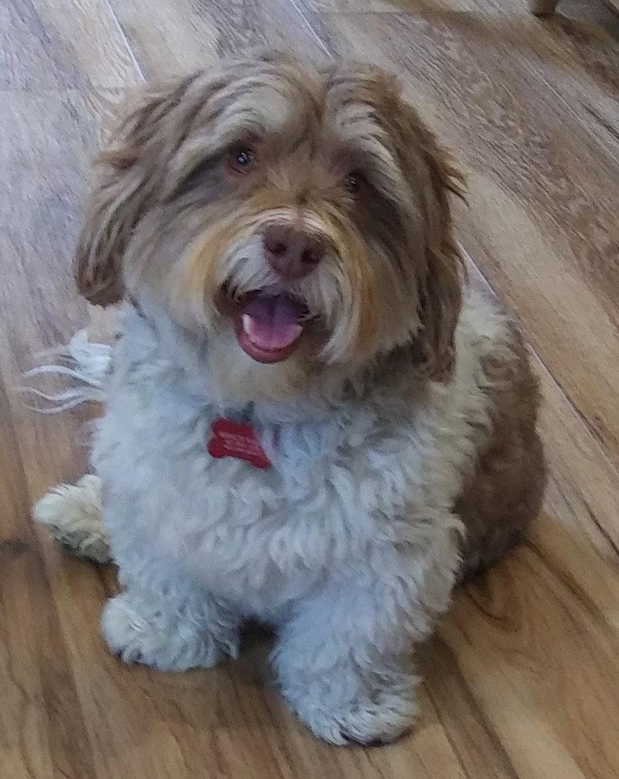 Obi, Adoptable, Adult Male Havanese.