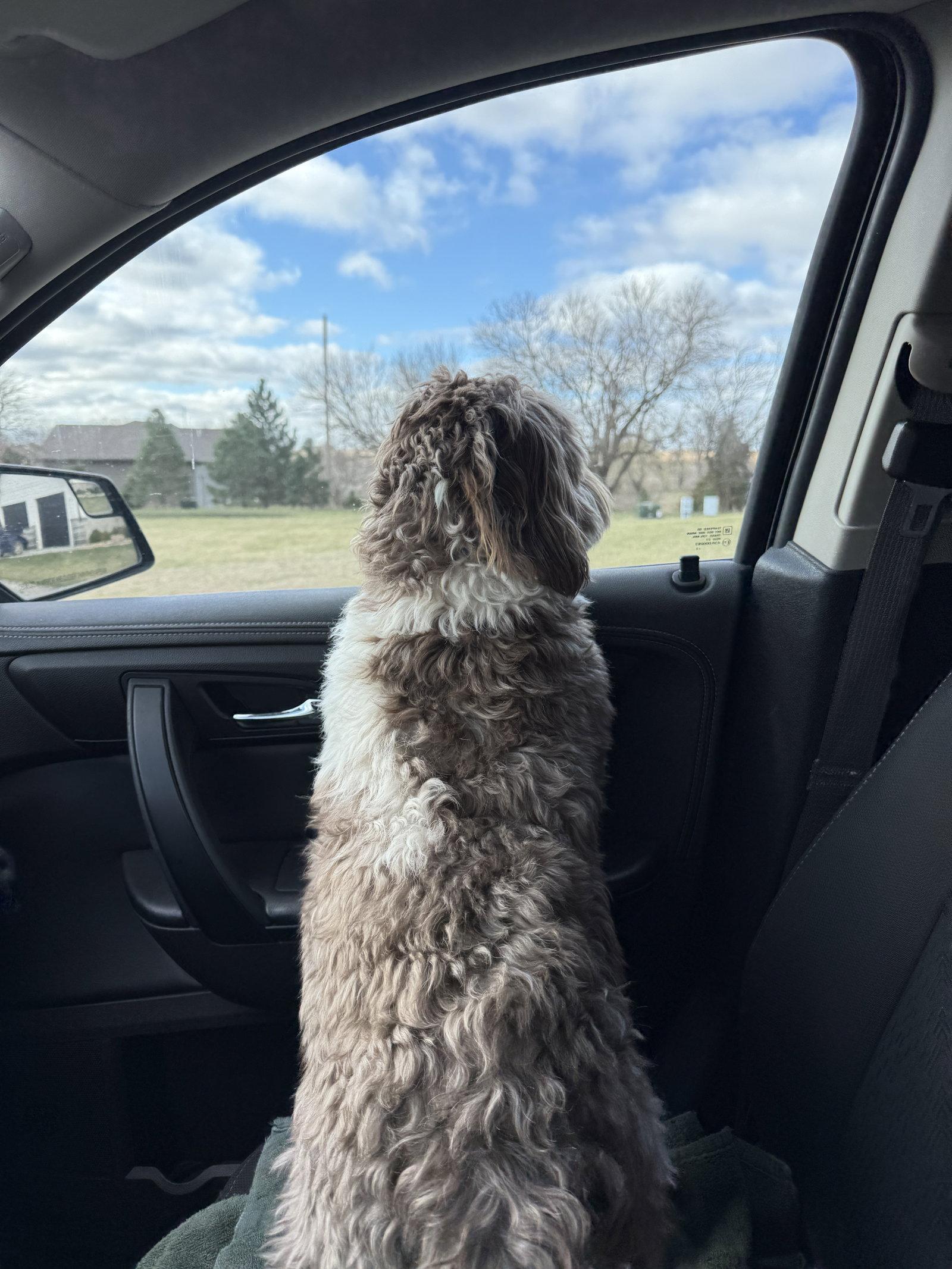 Enlarge Obi, a Adoptable Havanese in Lincoln, NE image 2/3