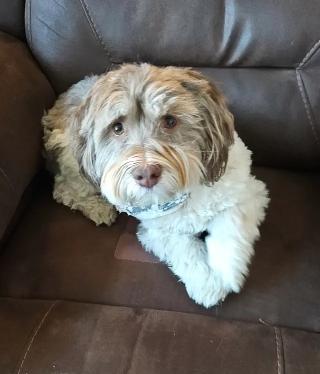 Enlarge Obi, a Adoptable Havanese in Lincoln, NE image 3/3
