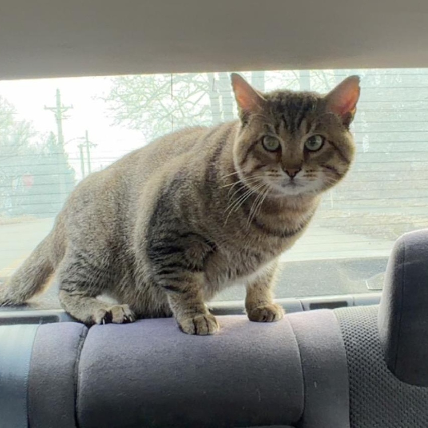 Enlarge Professor Merlin Burt, a Adoptable mixed breed in Omaha, NE image 2/2