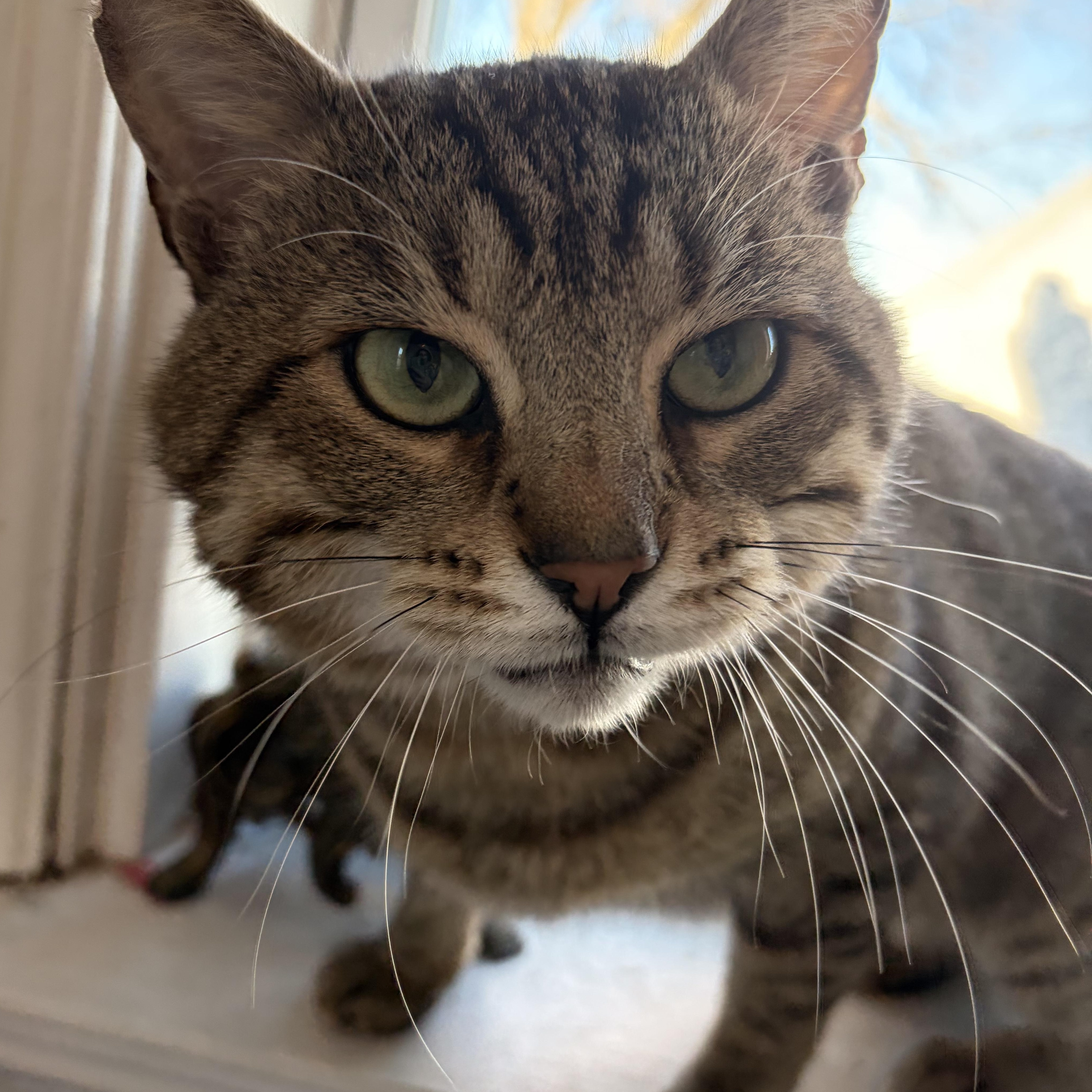 Professor Merlin Burt, Adoptable, Young Male Domestic Short Hair & Tabby.