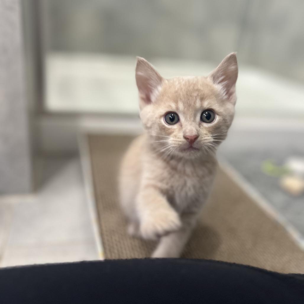 Johnny Cage, Adoptable, Kitten Male Domestic Short Hair.