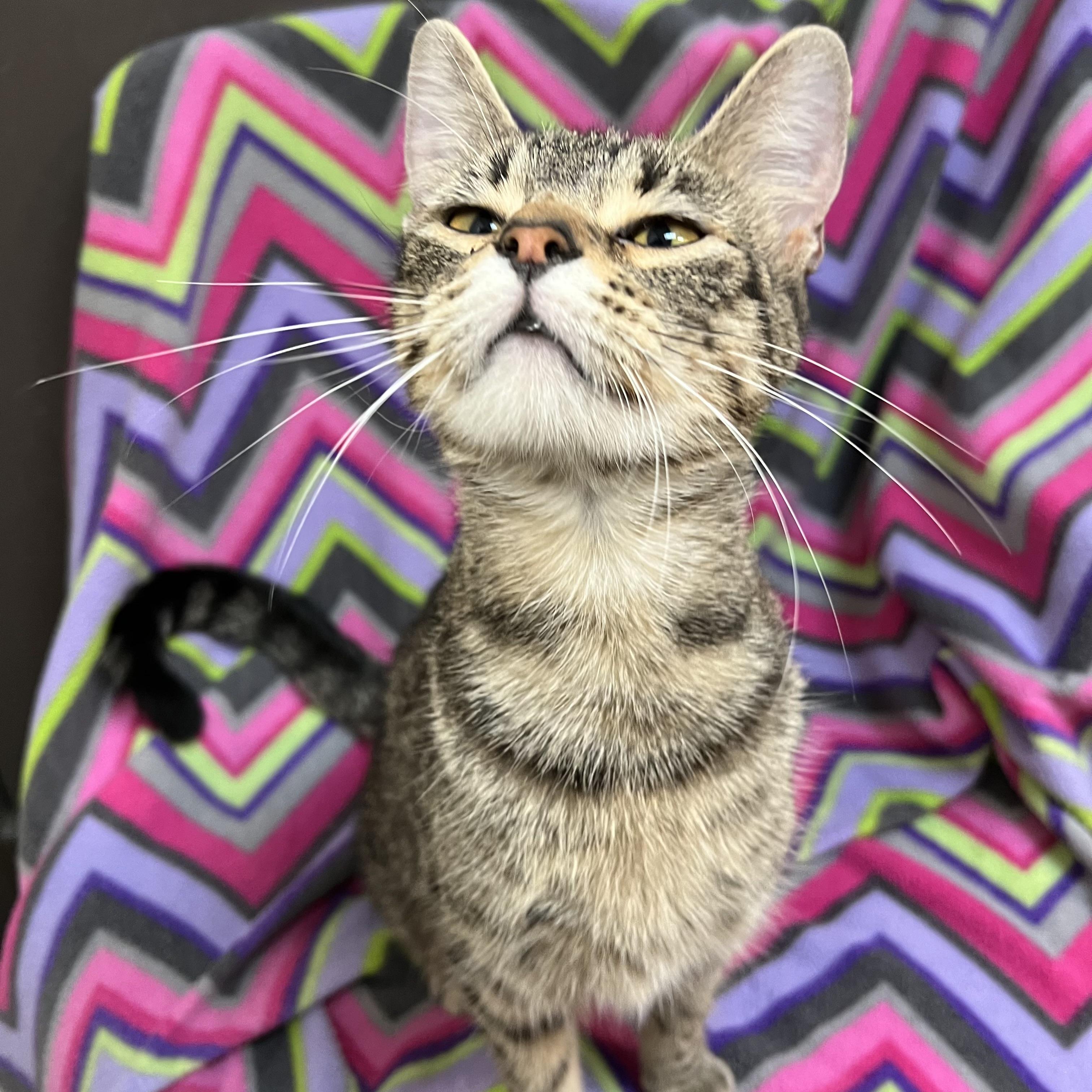 Navy, a Adoptable Domestic Short Hair in Fairmont, MN image 2/6