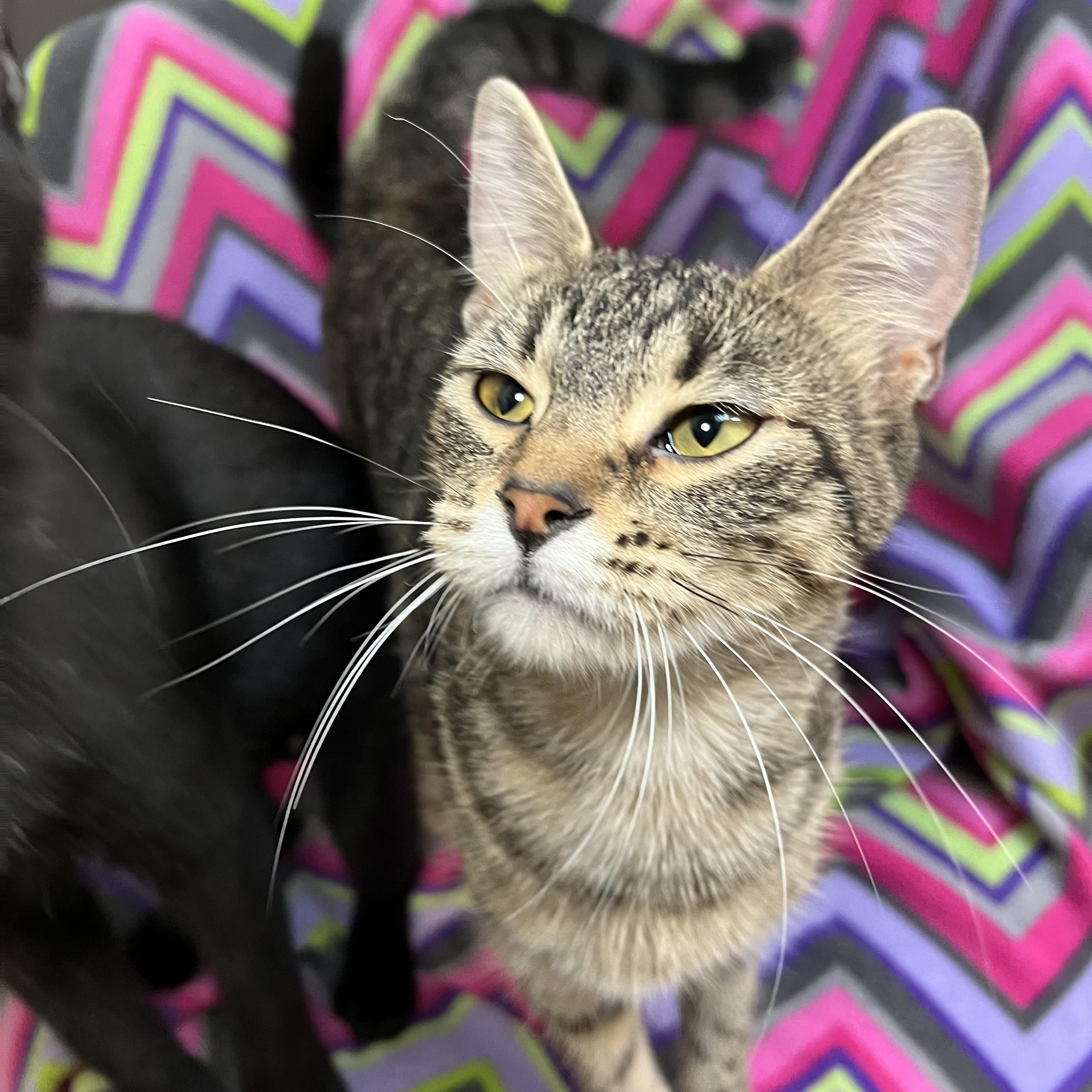 Navy, a Adoptable Domestic Short Hair in Fairmont, MN image 3/6