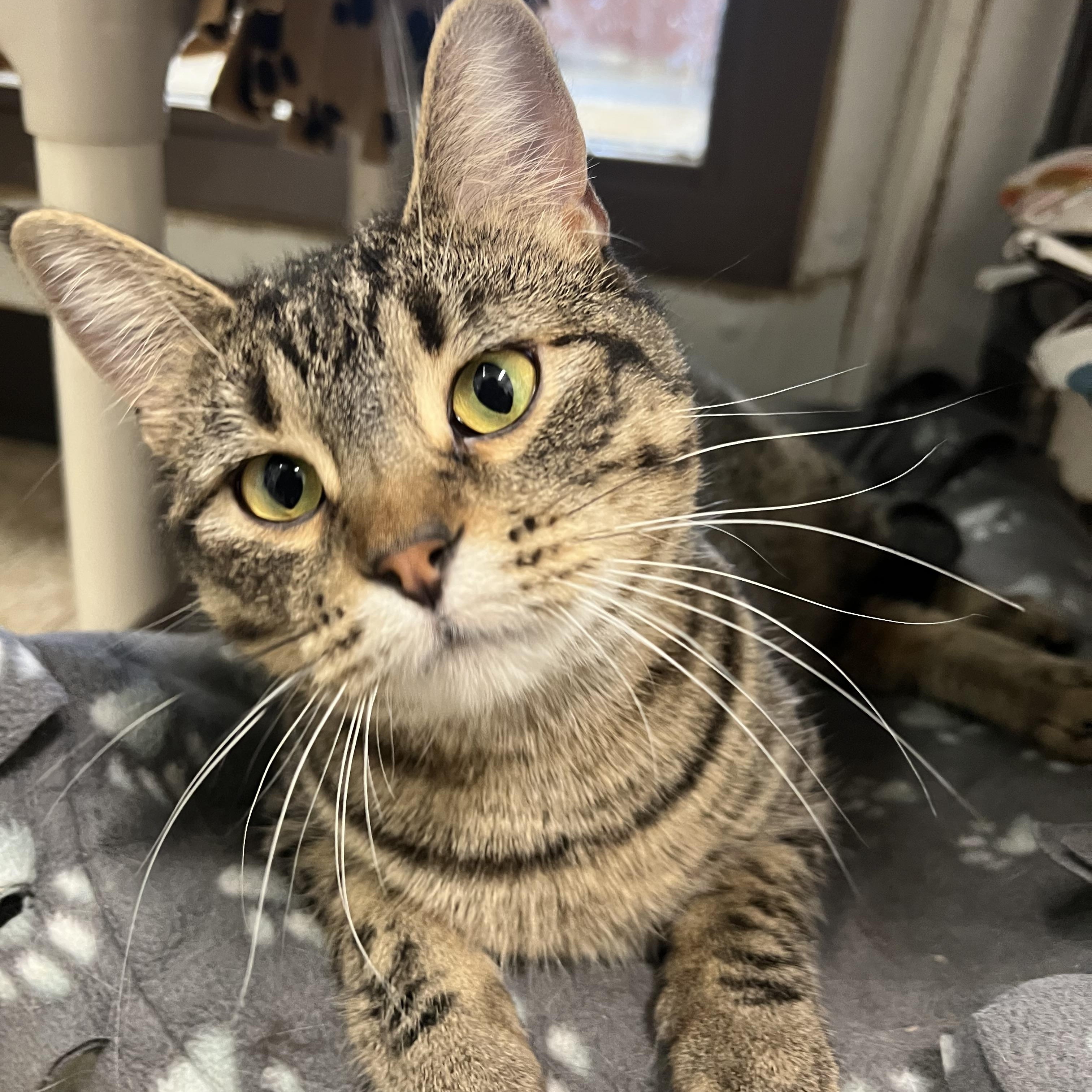 Enlarge Navy **NO FEE** (Sponsored by Figueroa’s Construction), a Adoptable Domestic Short Hair in Fairmont, MN image 2/6
