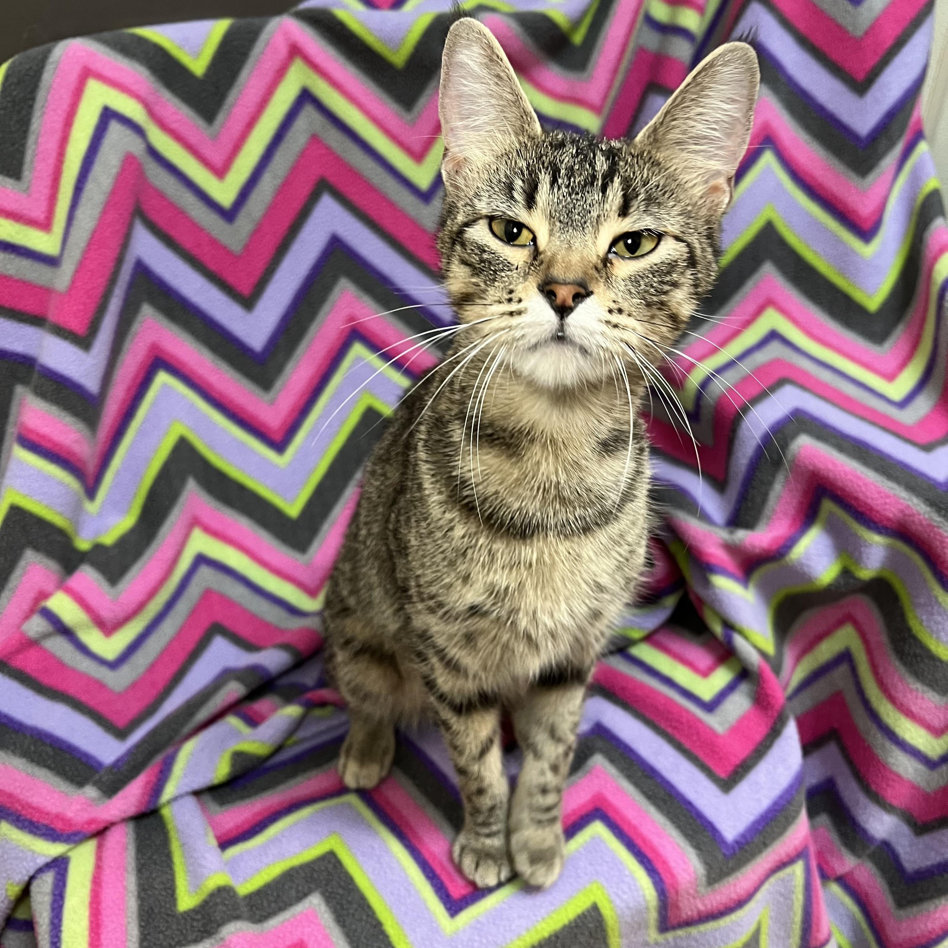 Navy, a Adoptable Domestic Short Hair in Fairmont, MN image 6/6