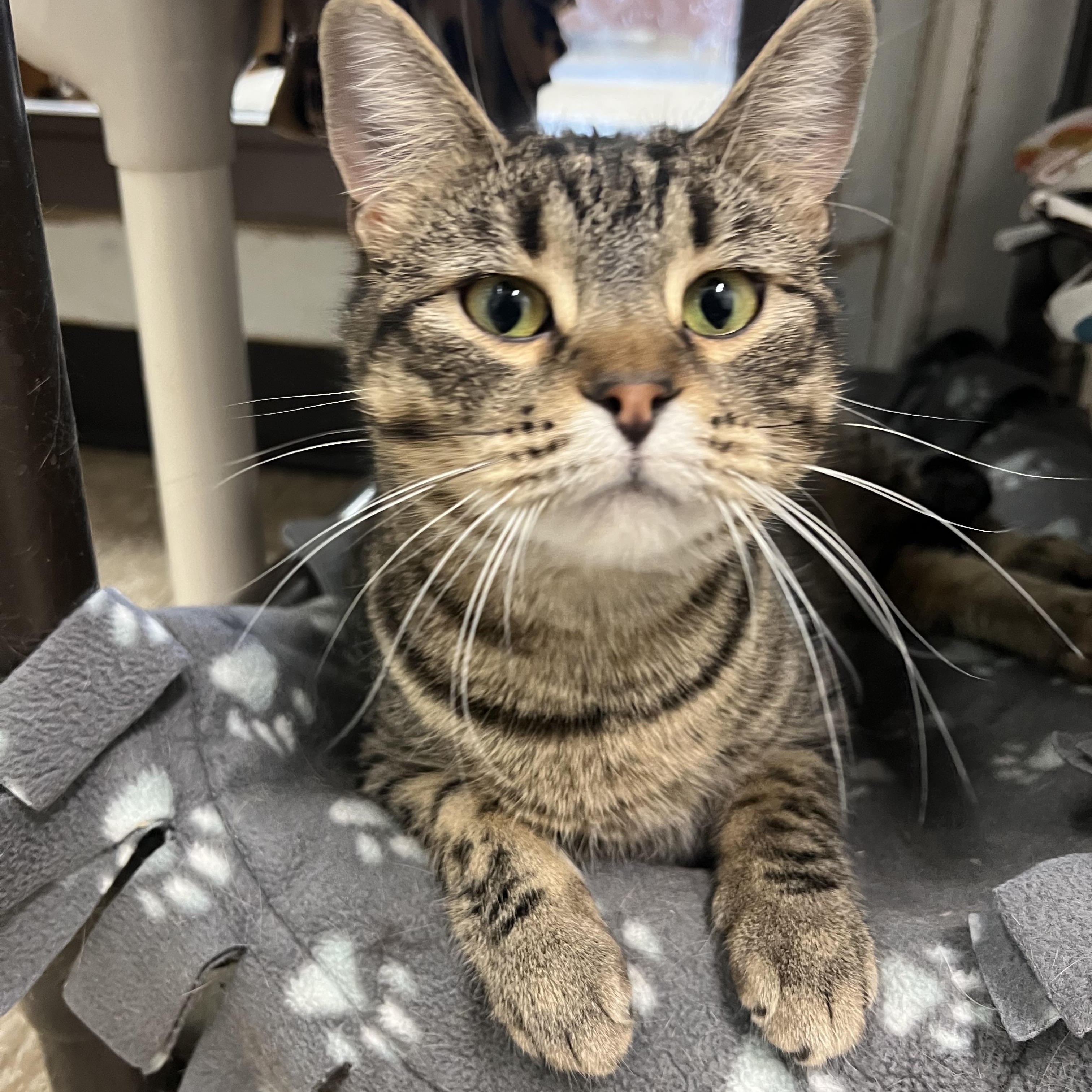 Enlarge Navy **NO FEE** (Sponsored by Figueroa’s Construction), a Adoptable Domestic Short Hair in Fairmont, MN image 3/6