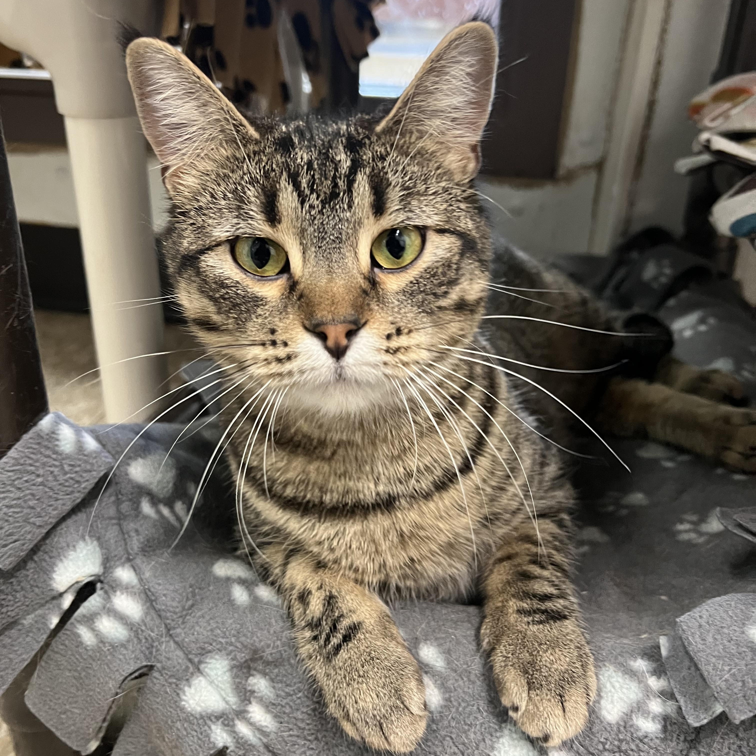 Navy **NO FEE** (Sponsored by Figueroa’s Construction), Adoptable, Adult Female Domestic Short Hair.