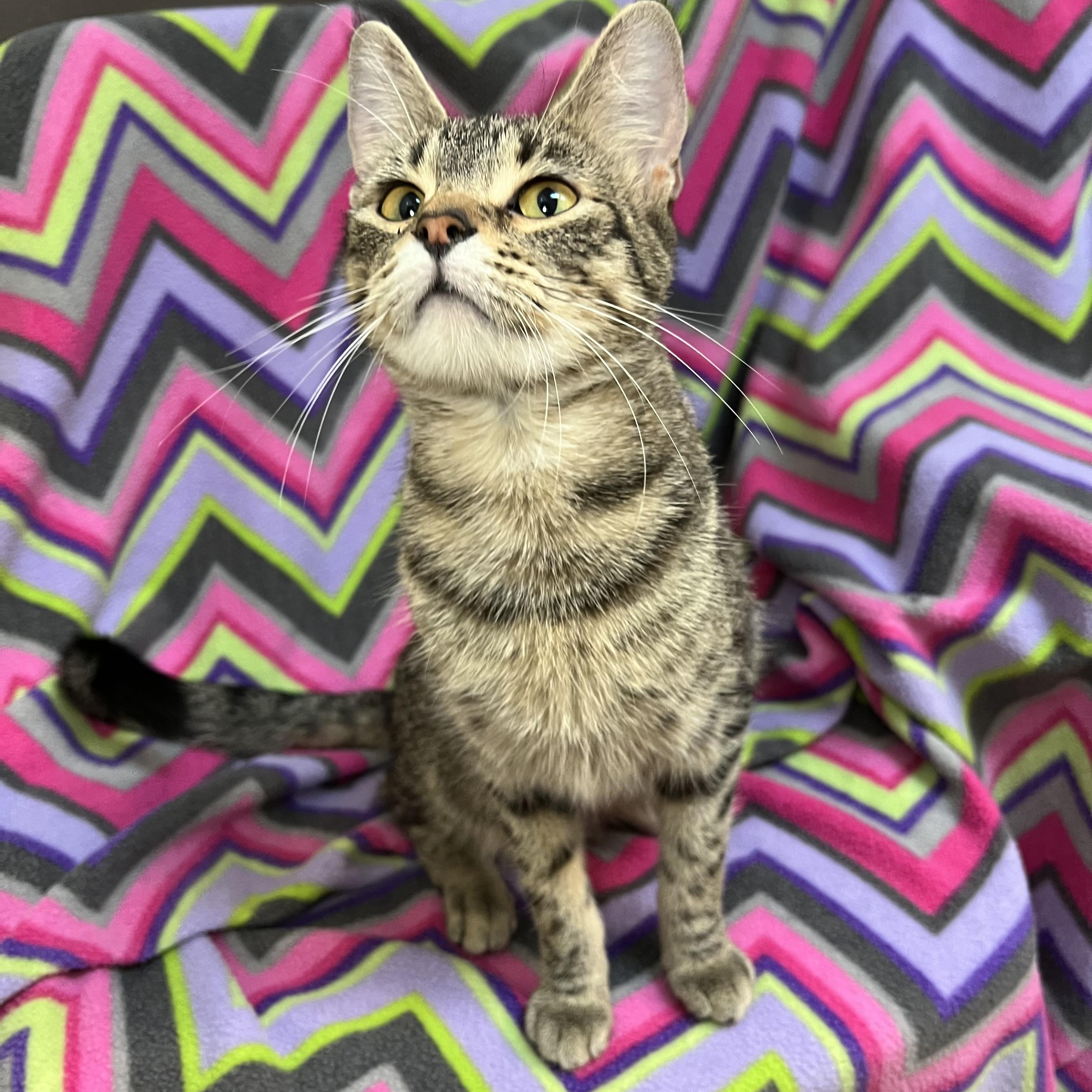 Navy, a Adoptable Domestic Short Hair in Fairmont, MN image 5/6