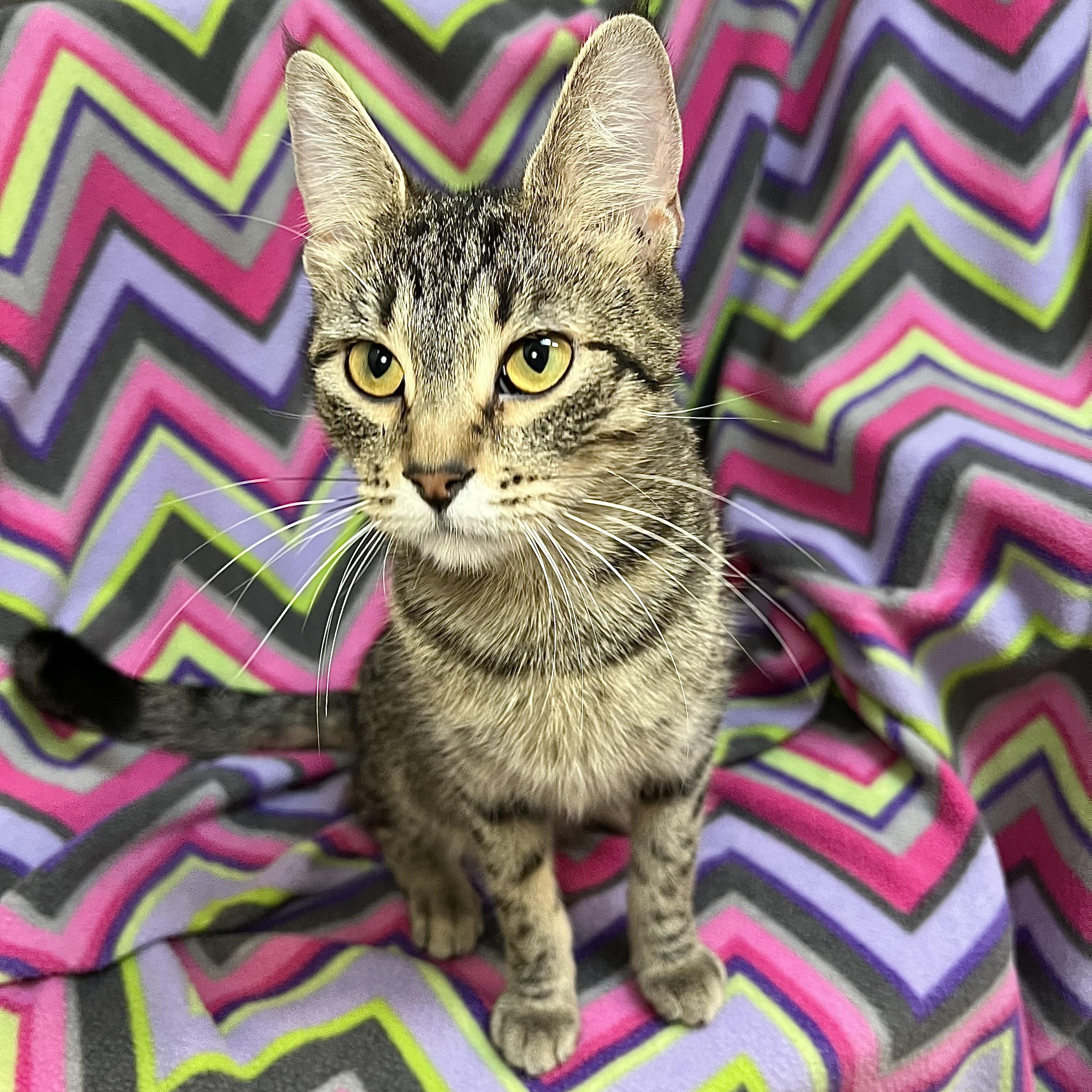 Navy, a Adoptable Domestic Short Hair in Fairmont, MN image 4/6