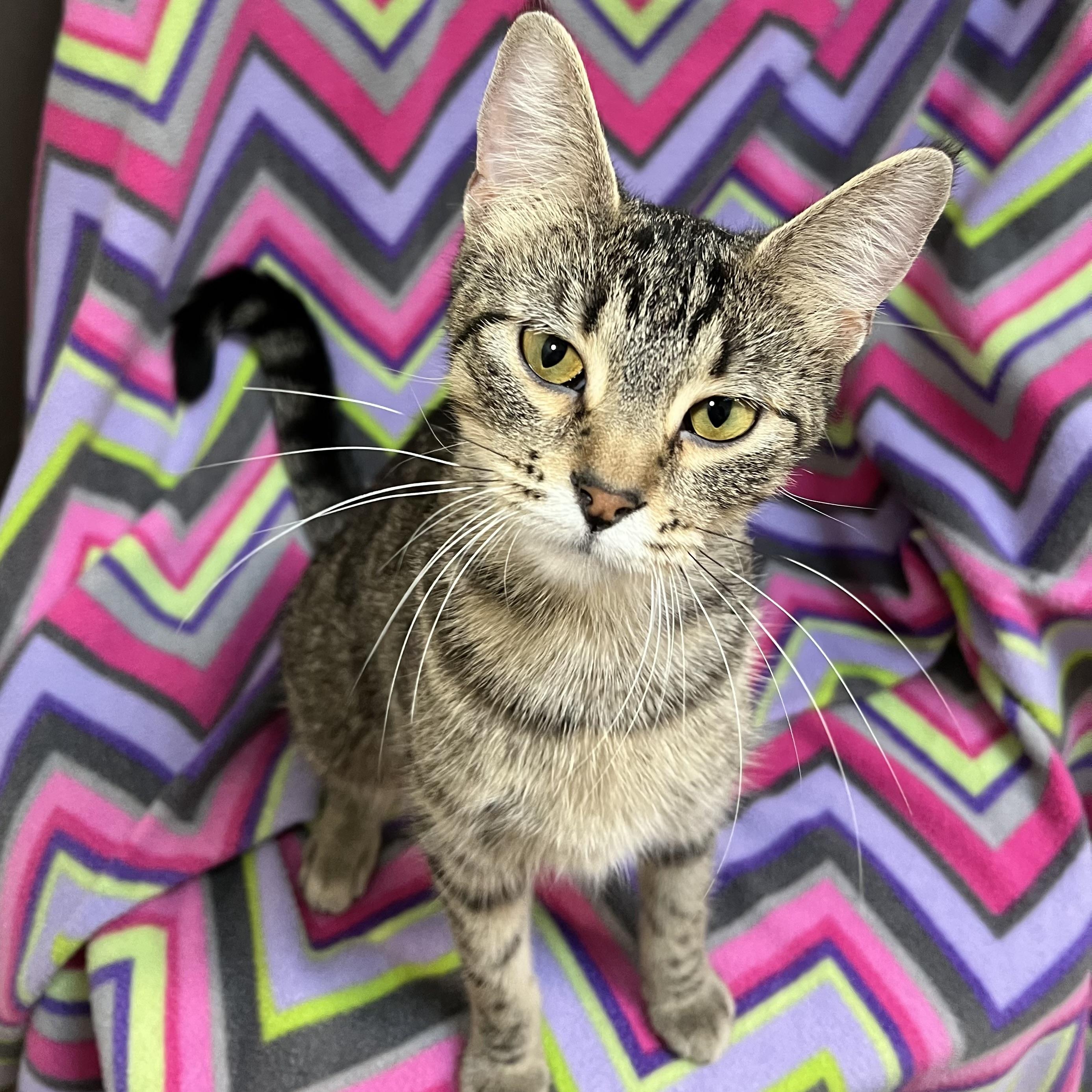 Navy, a Adoptable Domestic Short Hair in Fairmont, MN image 1/6